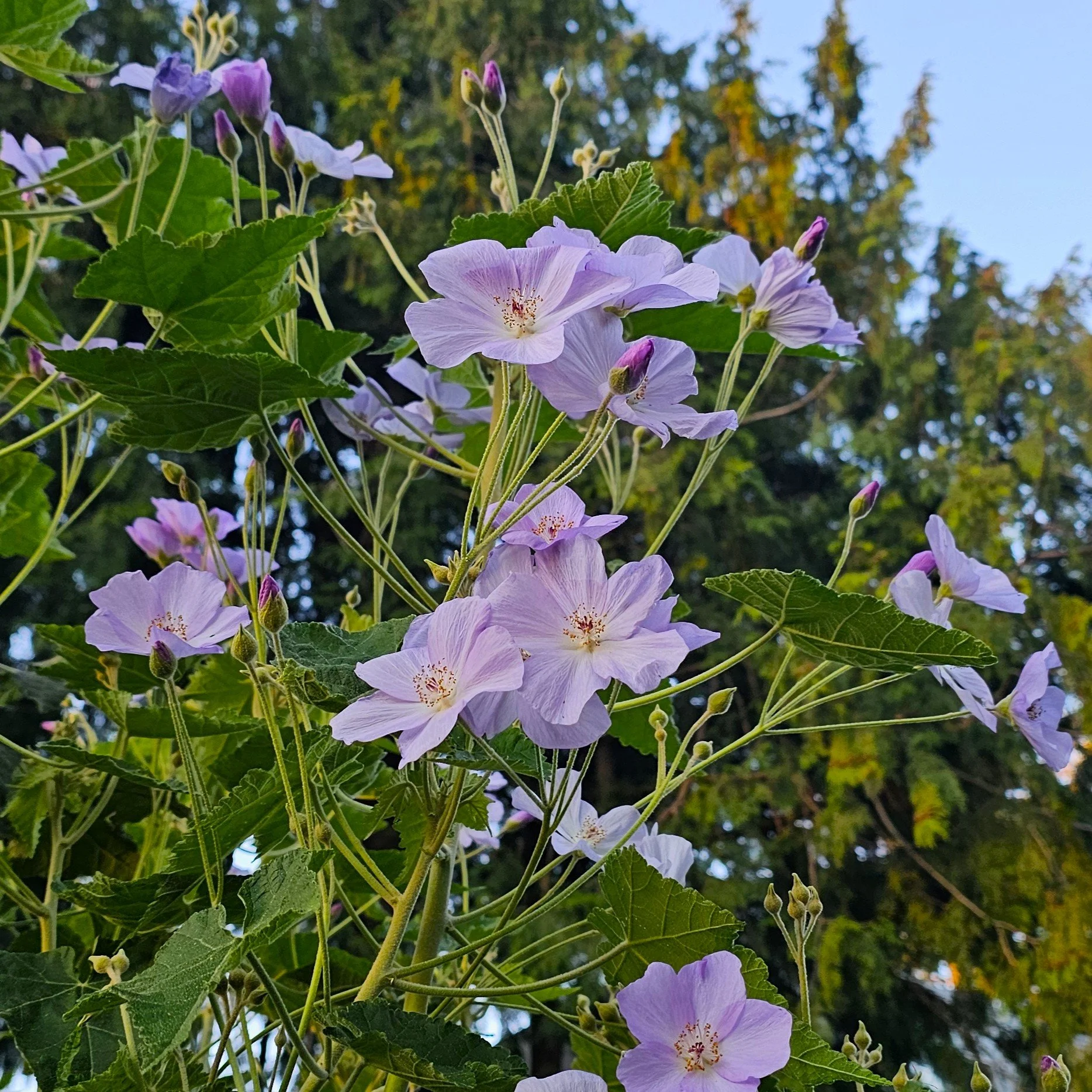 Chilean Tree Mallow Flower.jpg