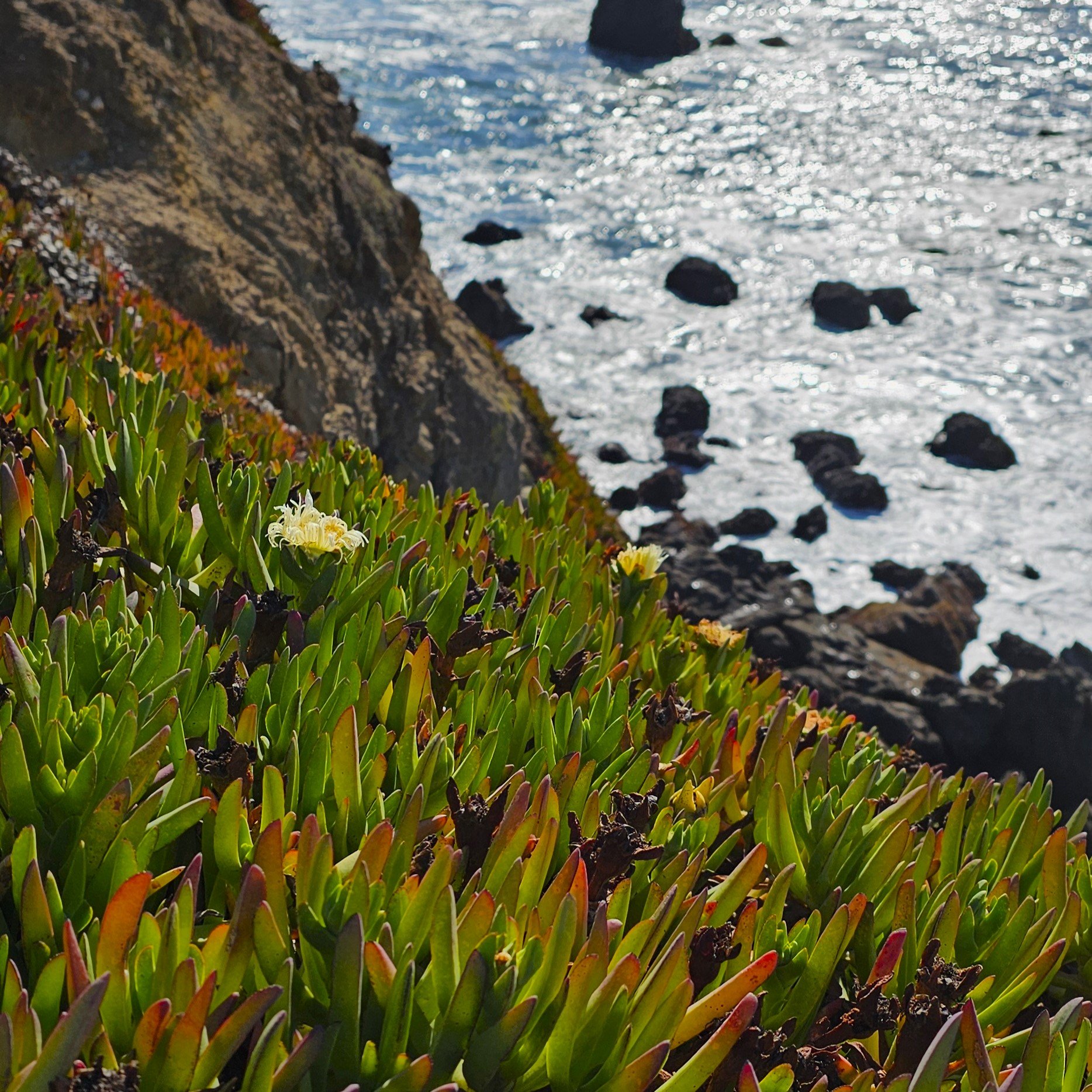 Sea Fig on coast.jpg