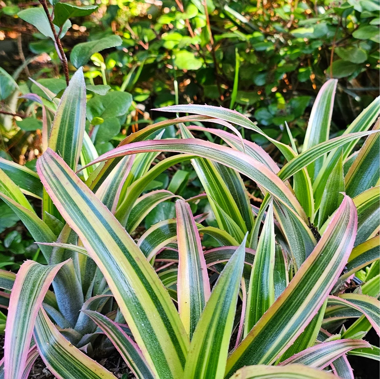rue ruda plant Rue (Ruta graveolens) – Mother Earth News