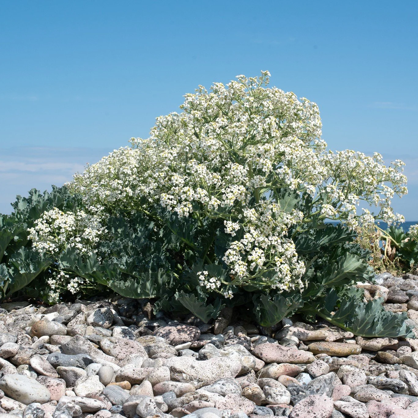 Sea Kale  Wanderlust Nursery
