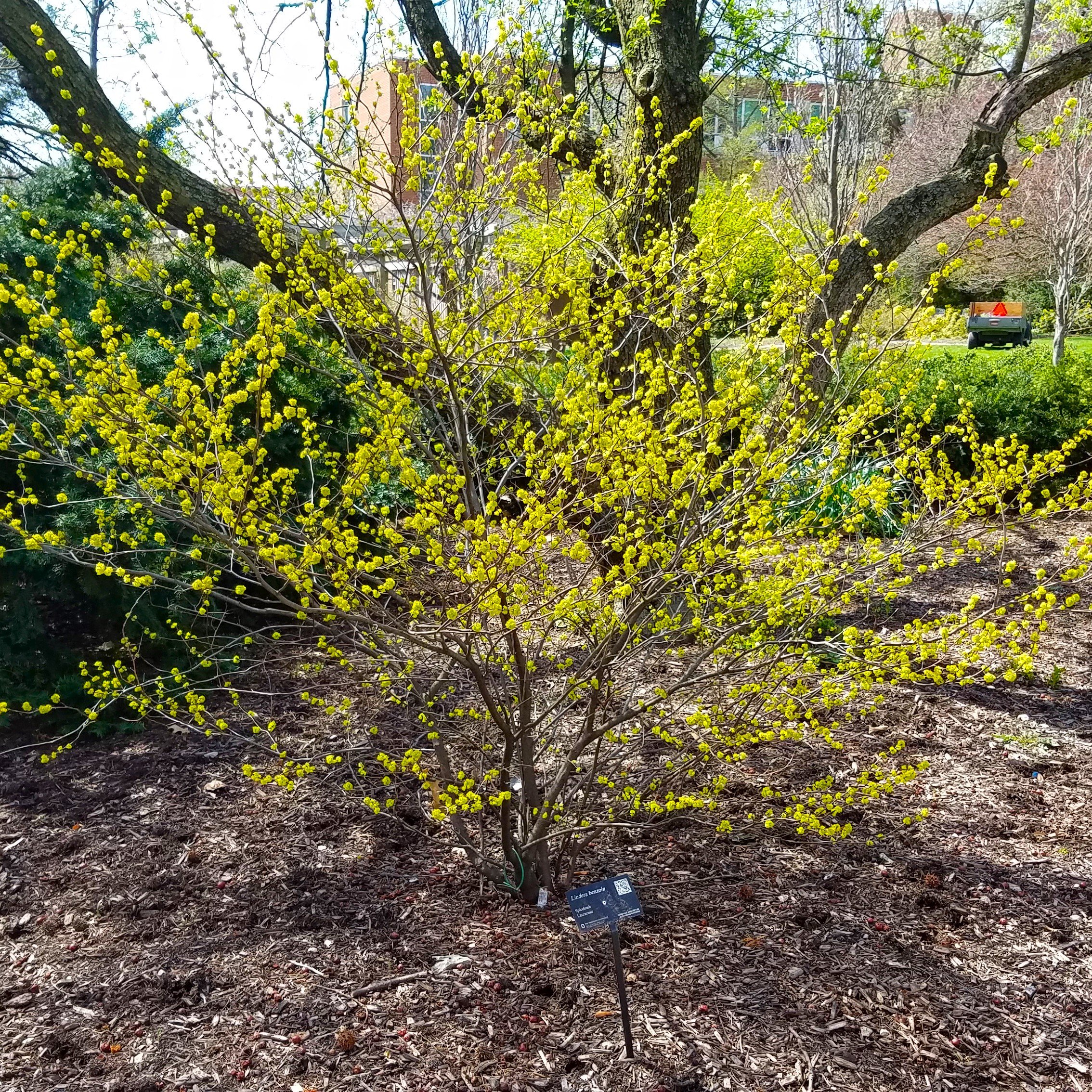 Northern Spicebush in bloom.jpg