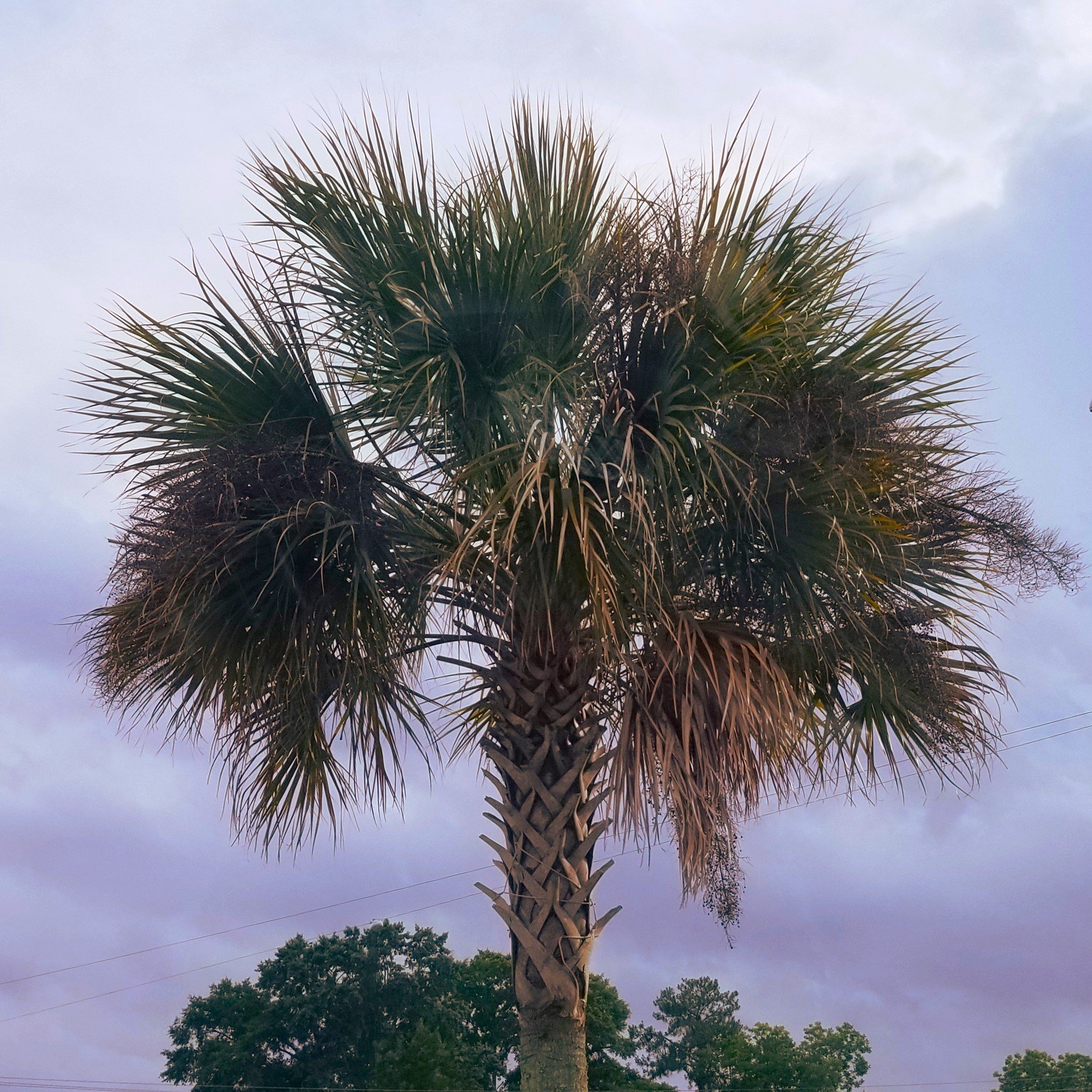 Cabbage Palm