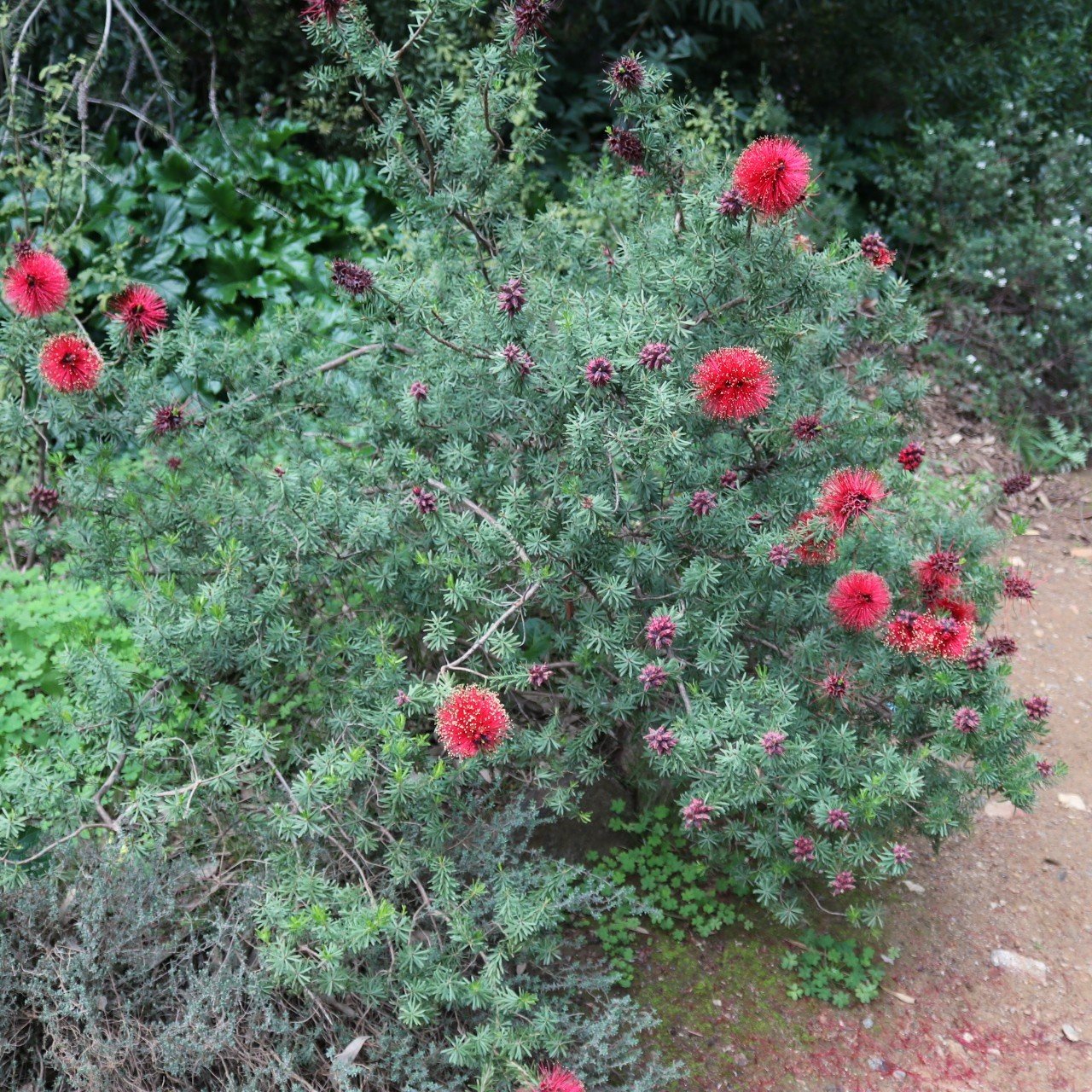Kunzea baxteri.jpg