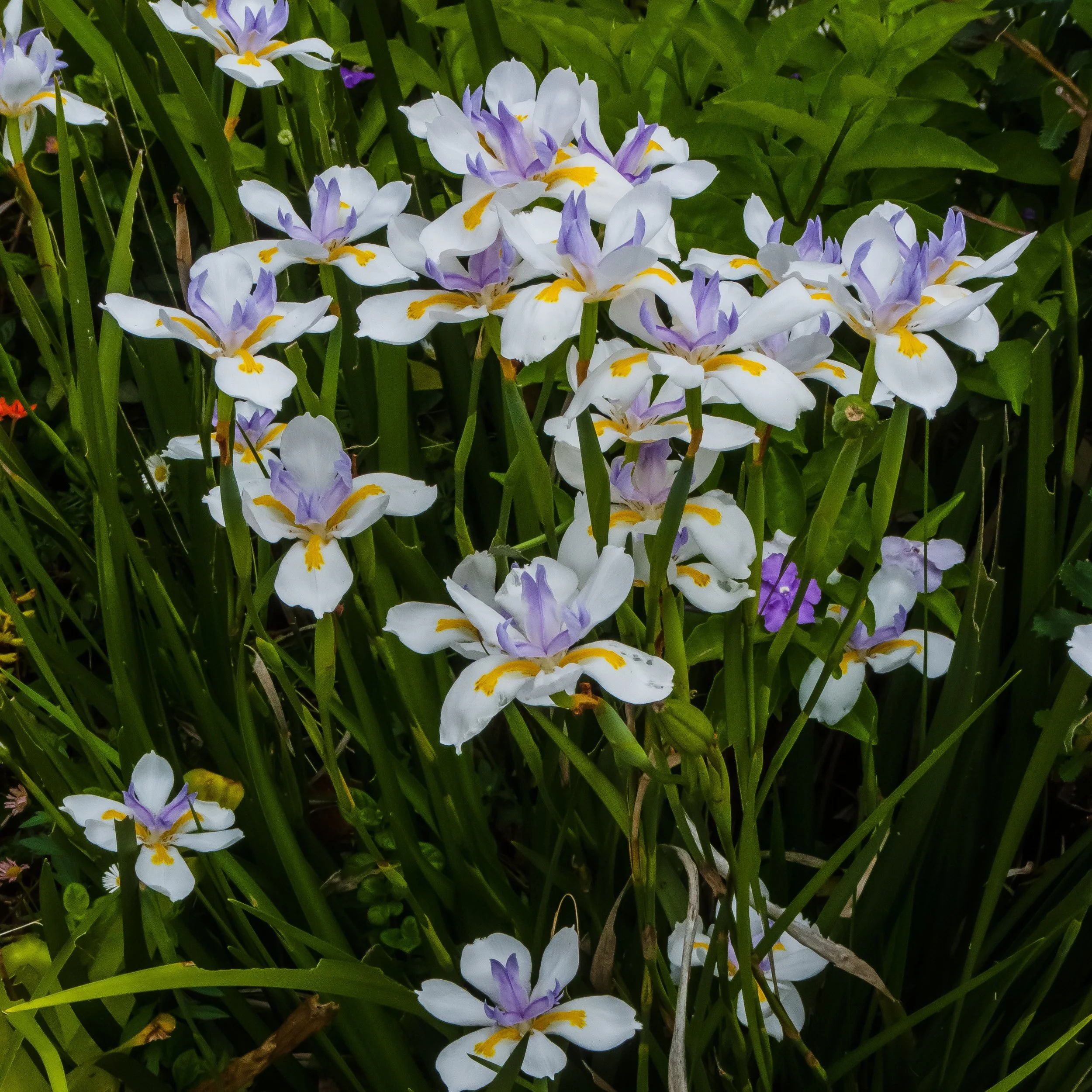 Dietes iridioides.jpg