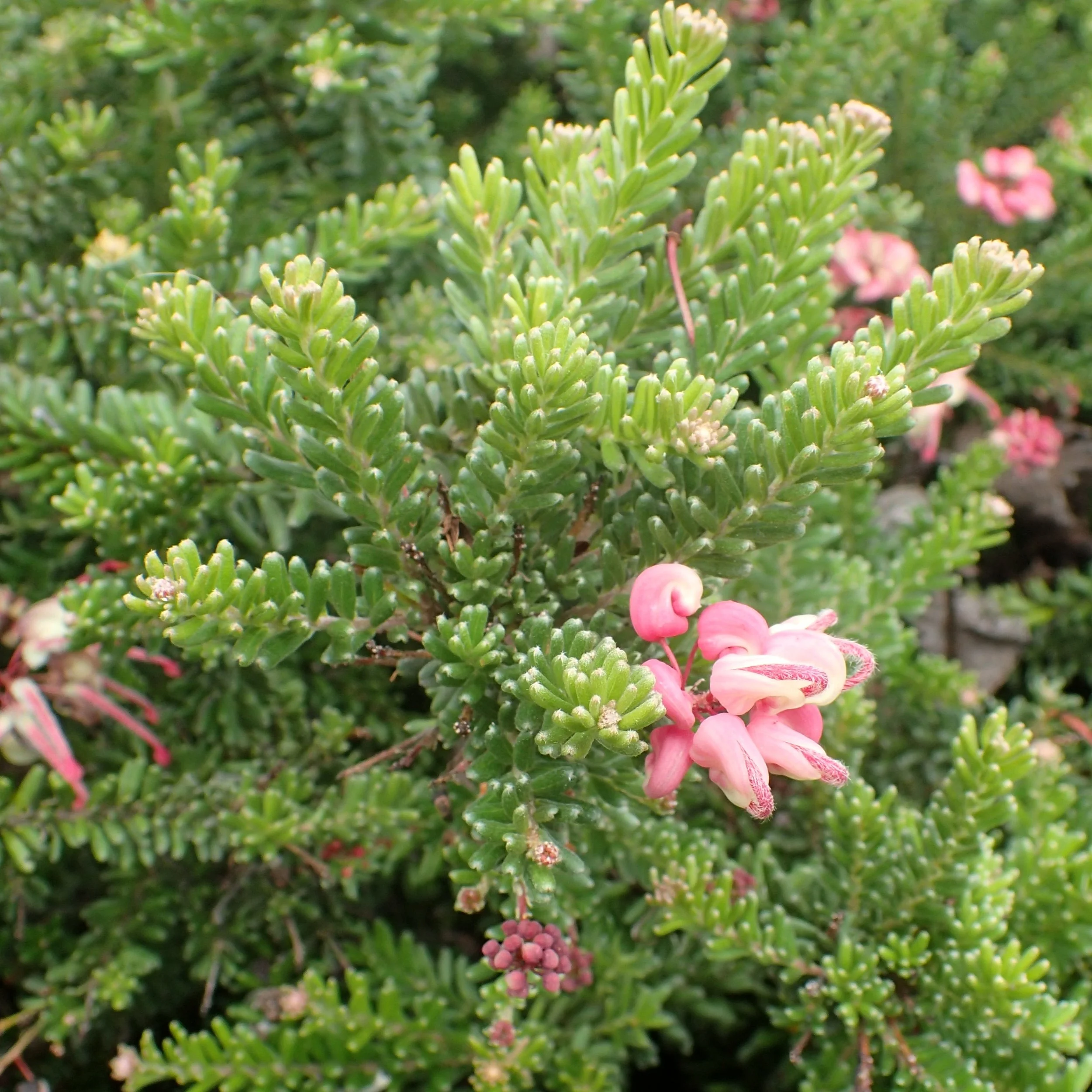 Grevillea Coastal Gem.jpg