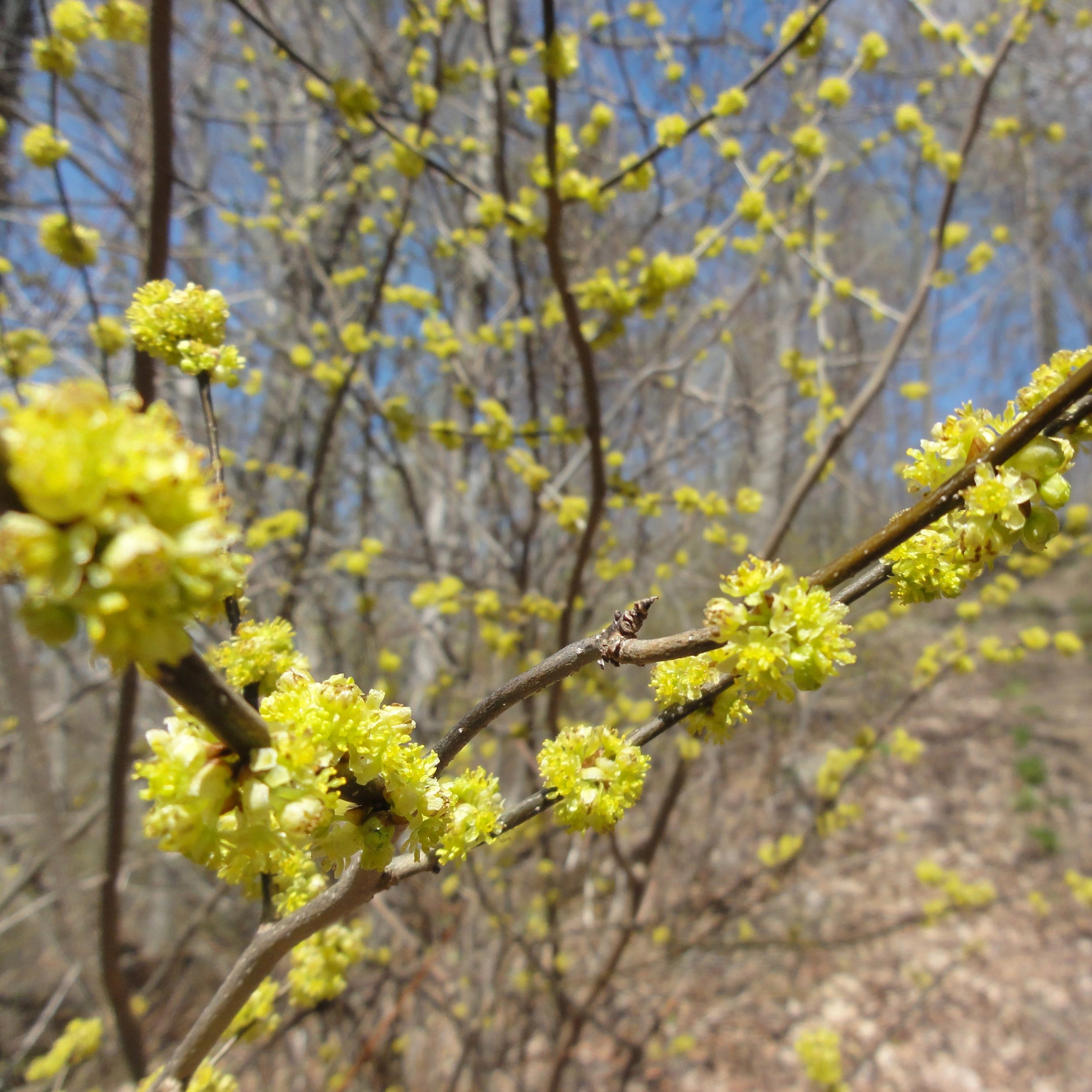 Lindera benzoin flower 1.jpg