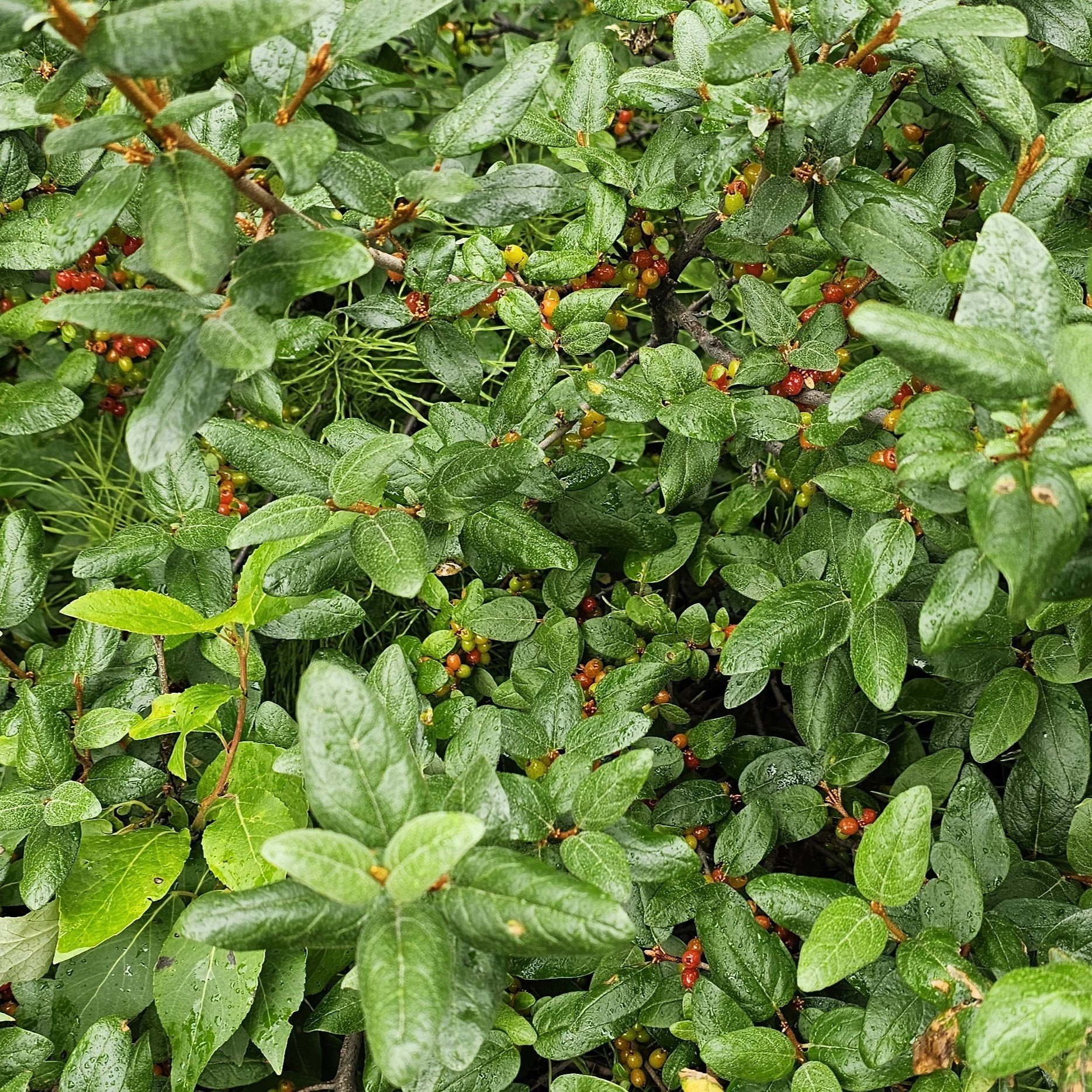 Shepherdia canadensis fruit.jpg