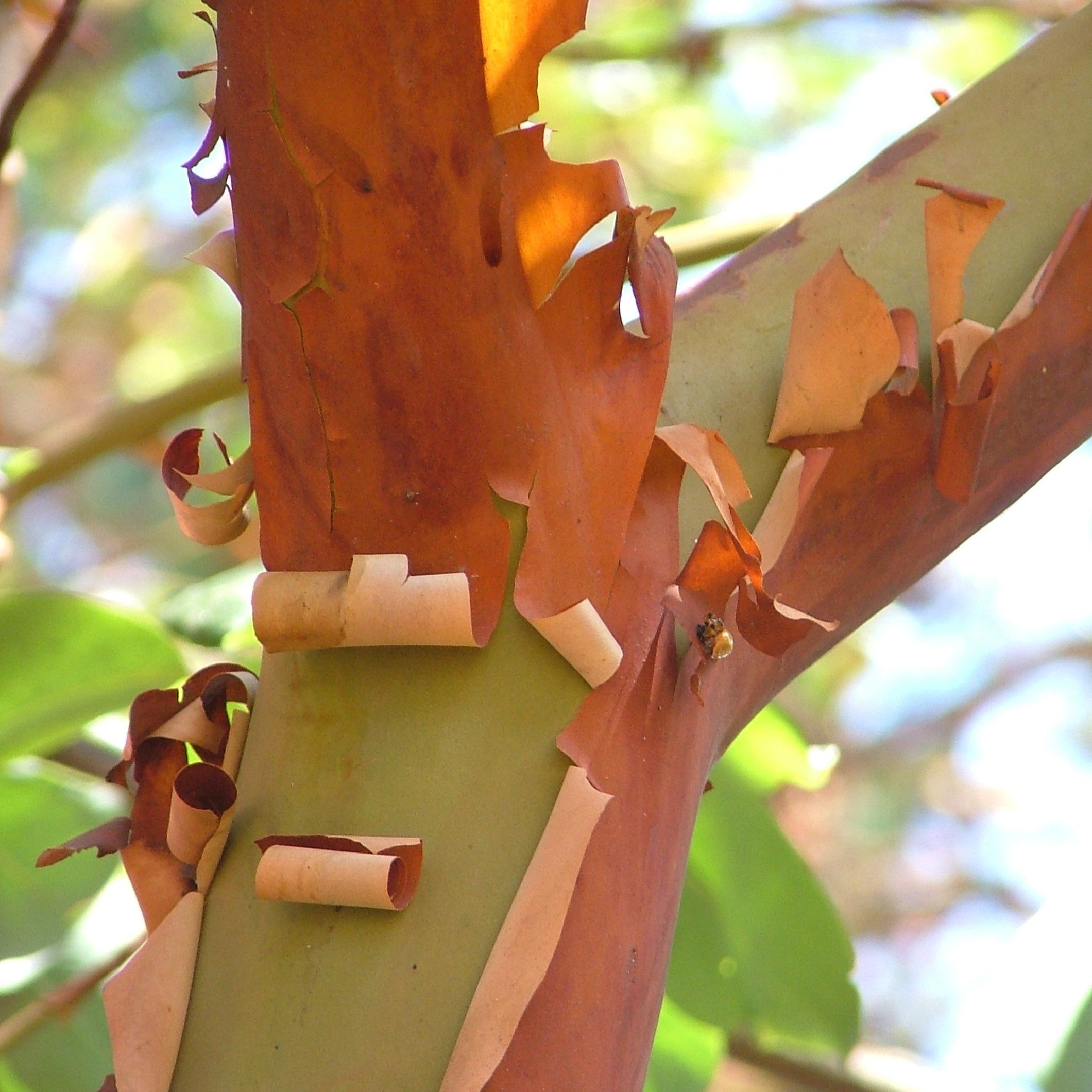 Pacific Madrone Bark.jpg