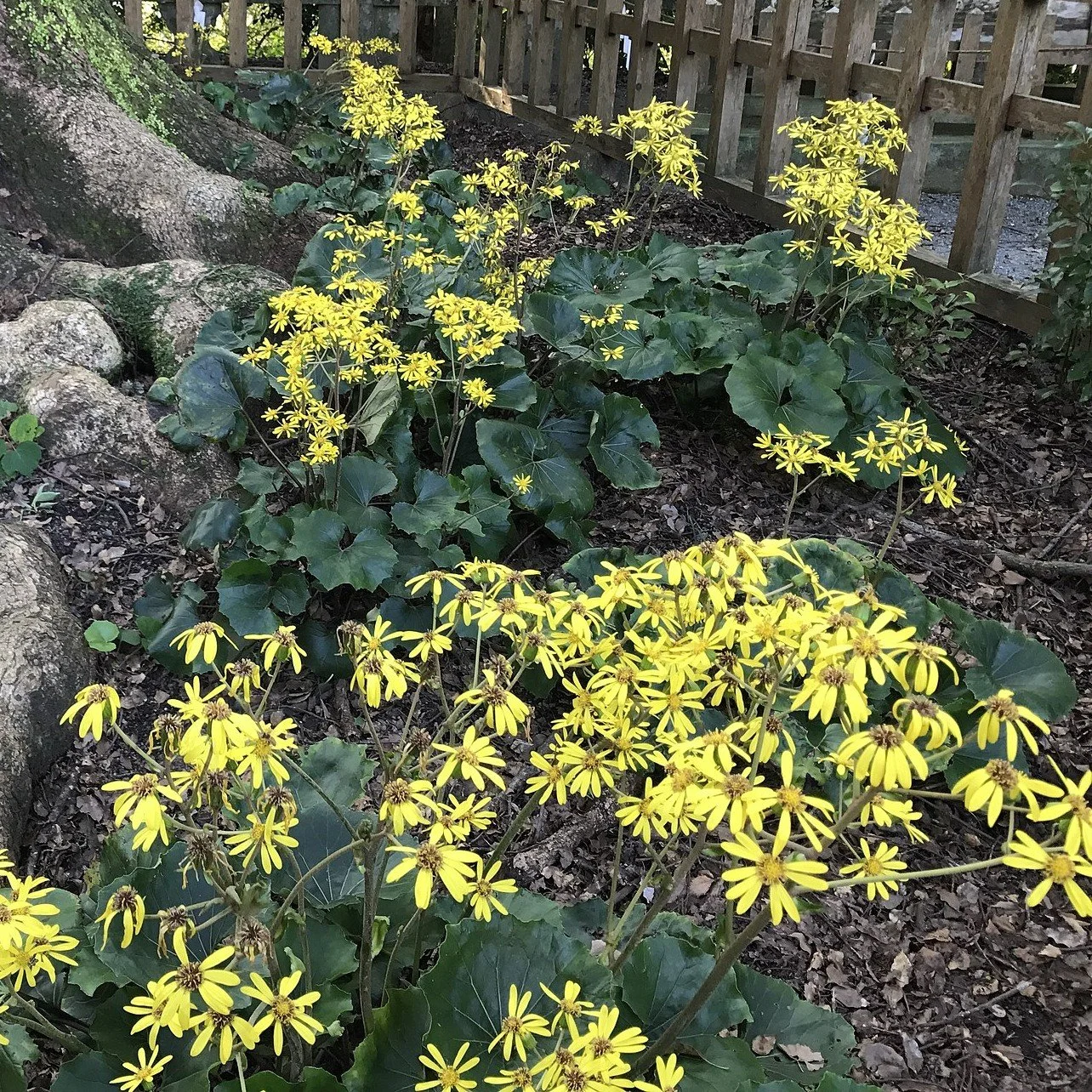 Leopard Plant habit.jpg