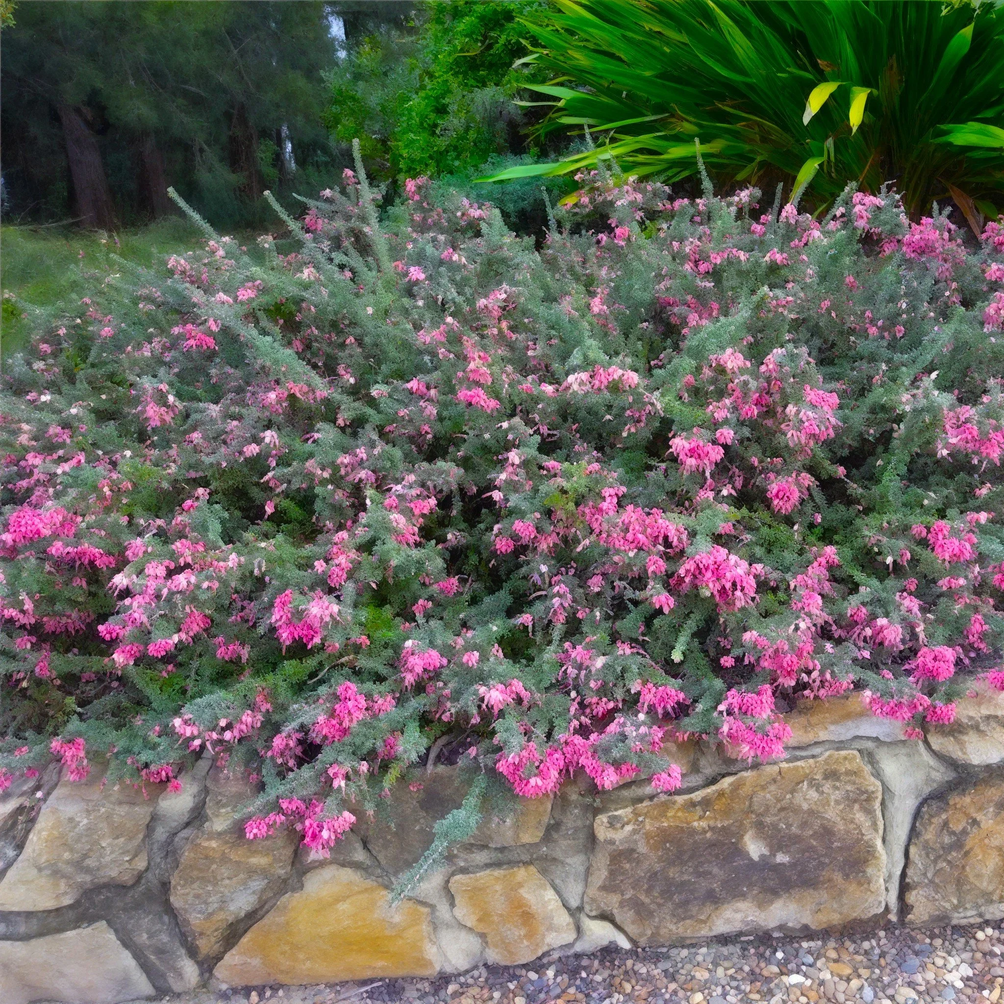 Grevillea lanigera habit.jpg