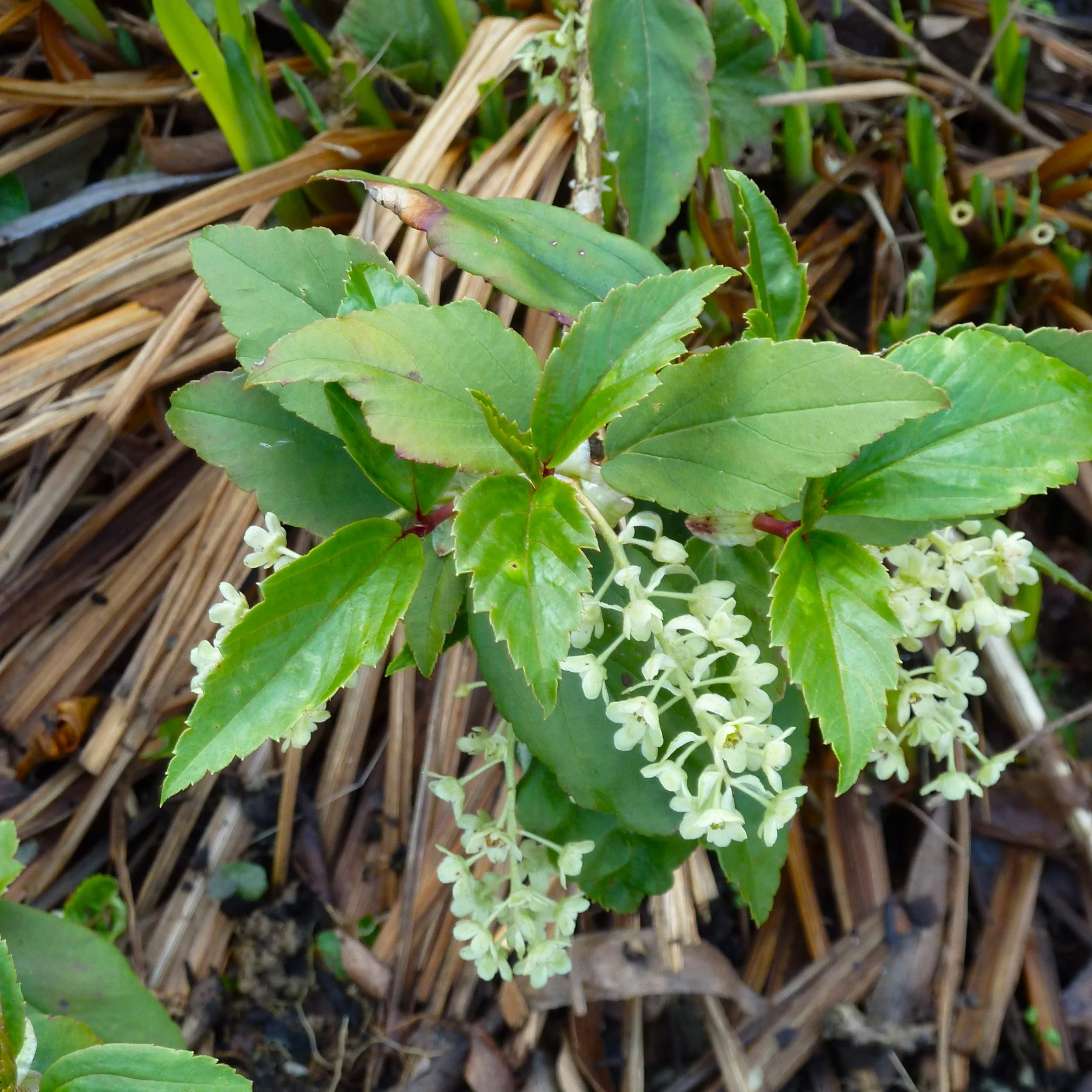Ribes laurifolium Flower.jpg
