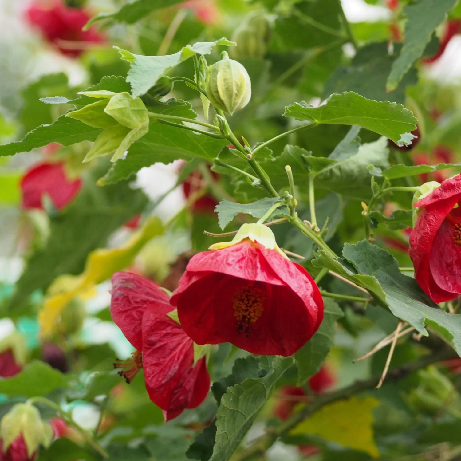 flower plant online Rose Flower Plant sale for online main image 1