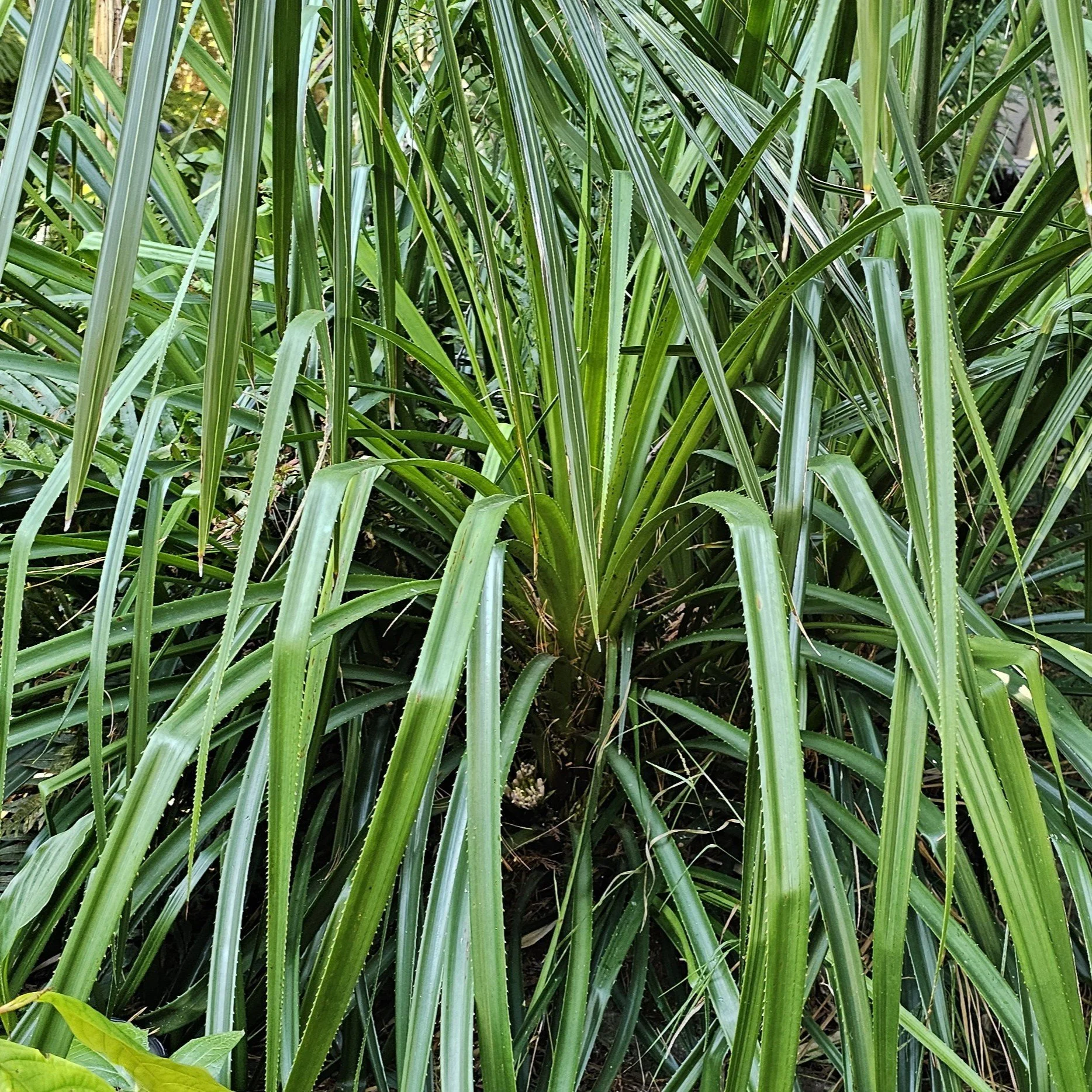 Patagonian Pineapple