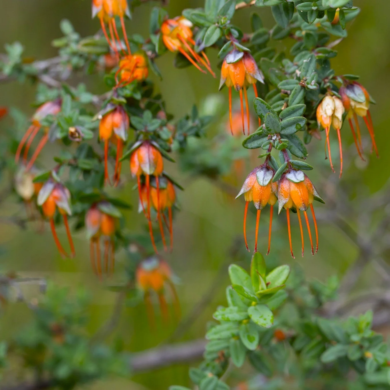 Lemon-scented Myrtle