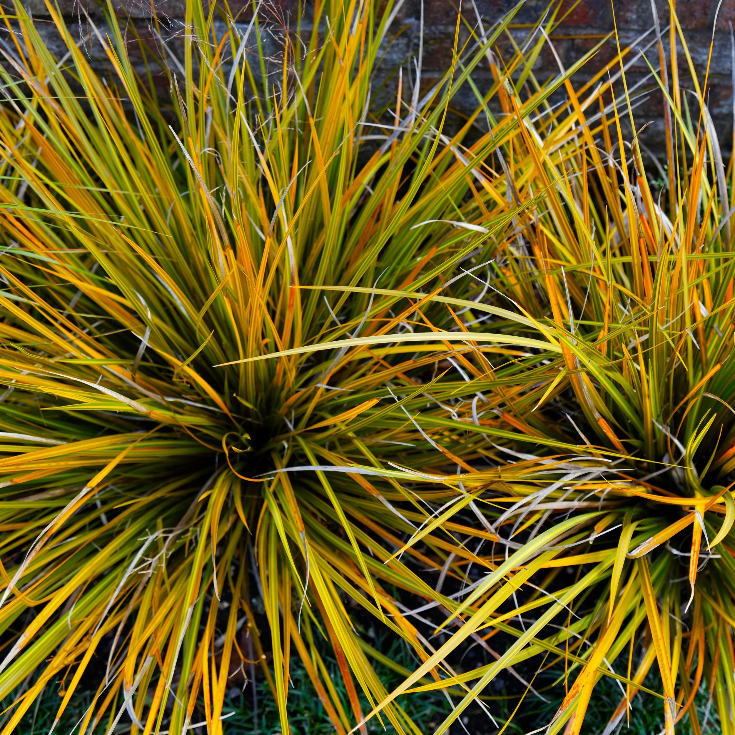 New Zealand Iris Foliage.jpg