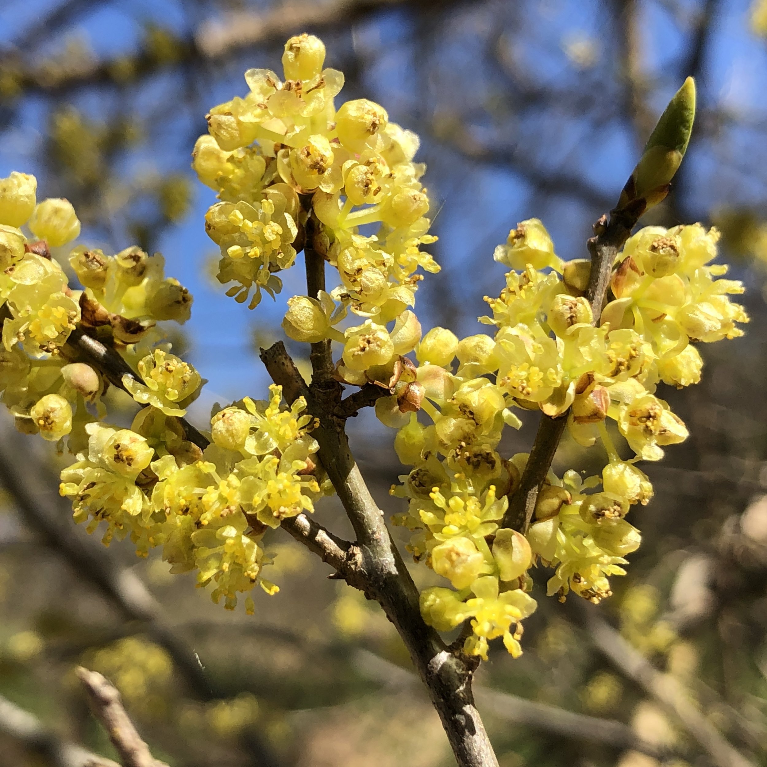 Northern Spicebush flower.jpg