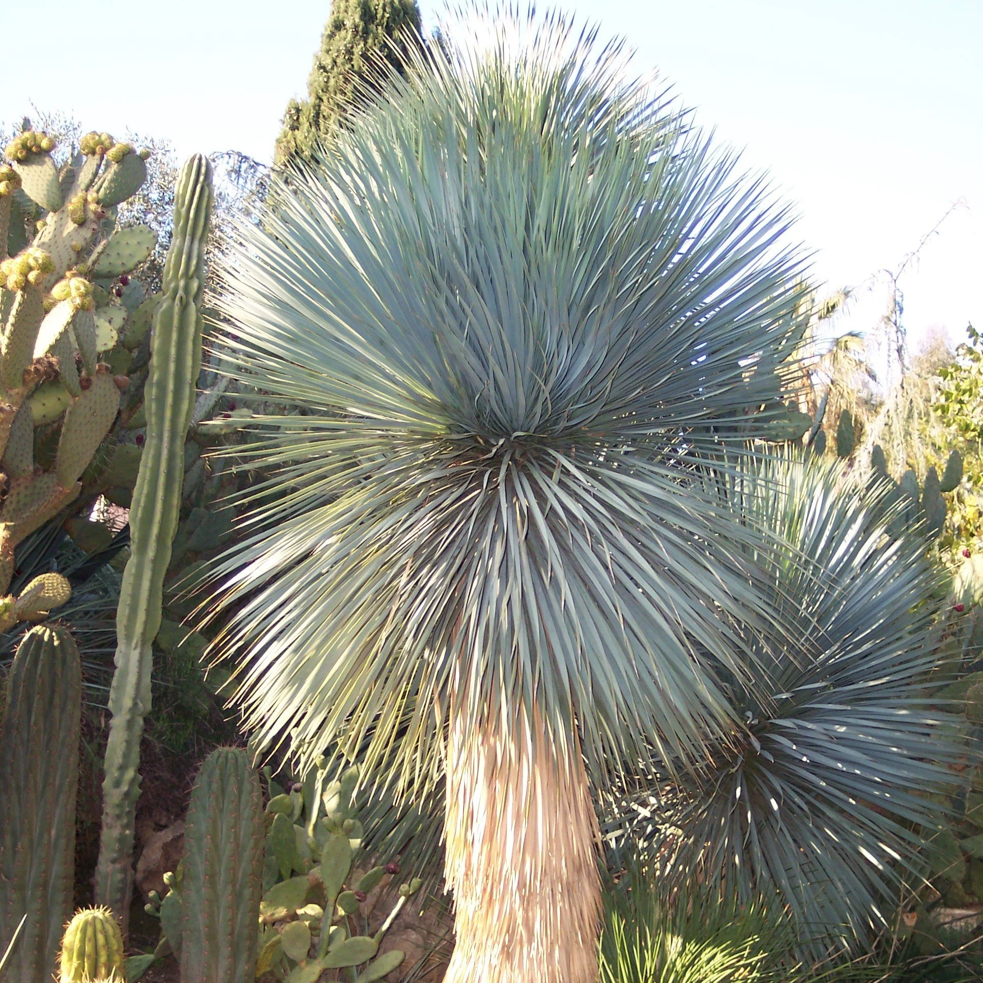 Beaked Yucca Trunk.jpg