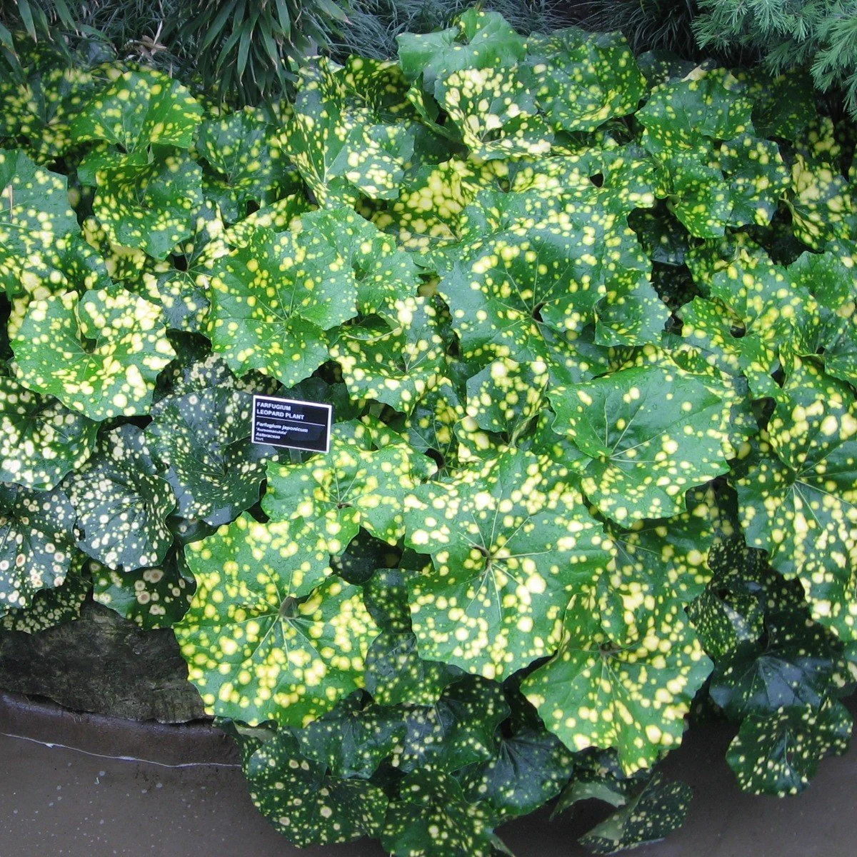 Variegated Leopard Plant.jpg