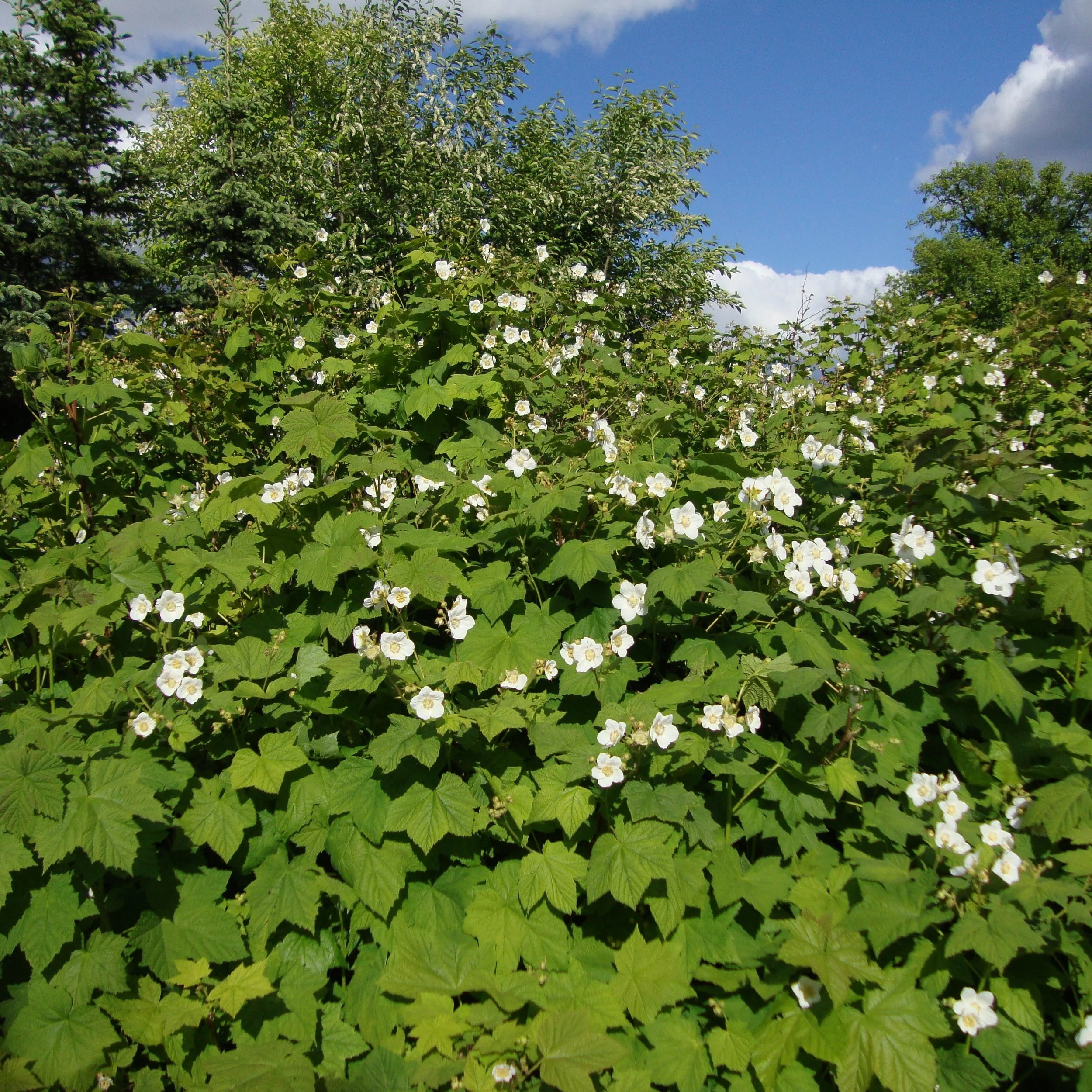Rubus parviflorus.jpg