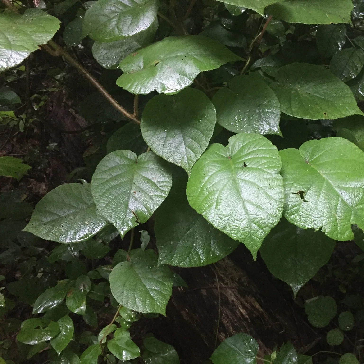 Kiwi Vine.jpg