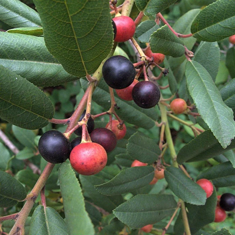 Frangula californica fruit.jpg