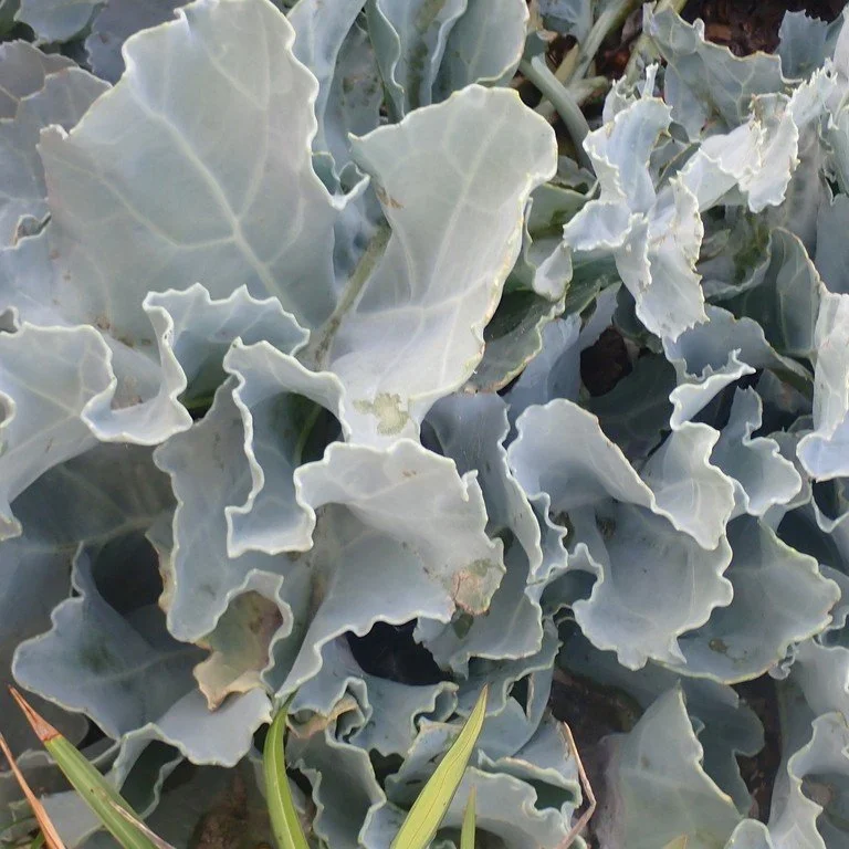 Crambe maritima foliage.jpeg