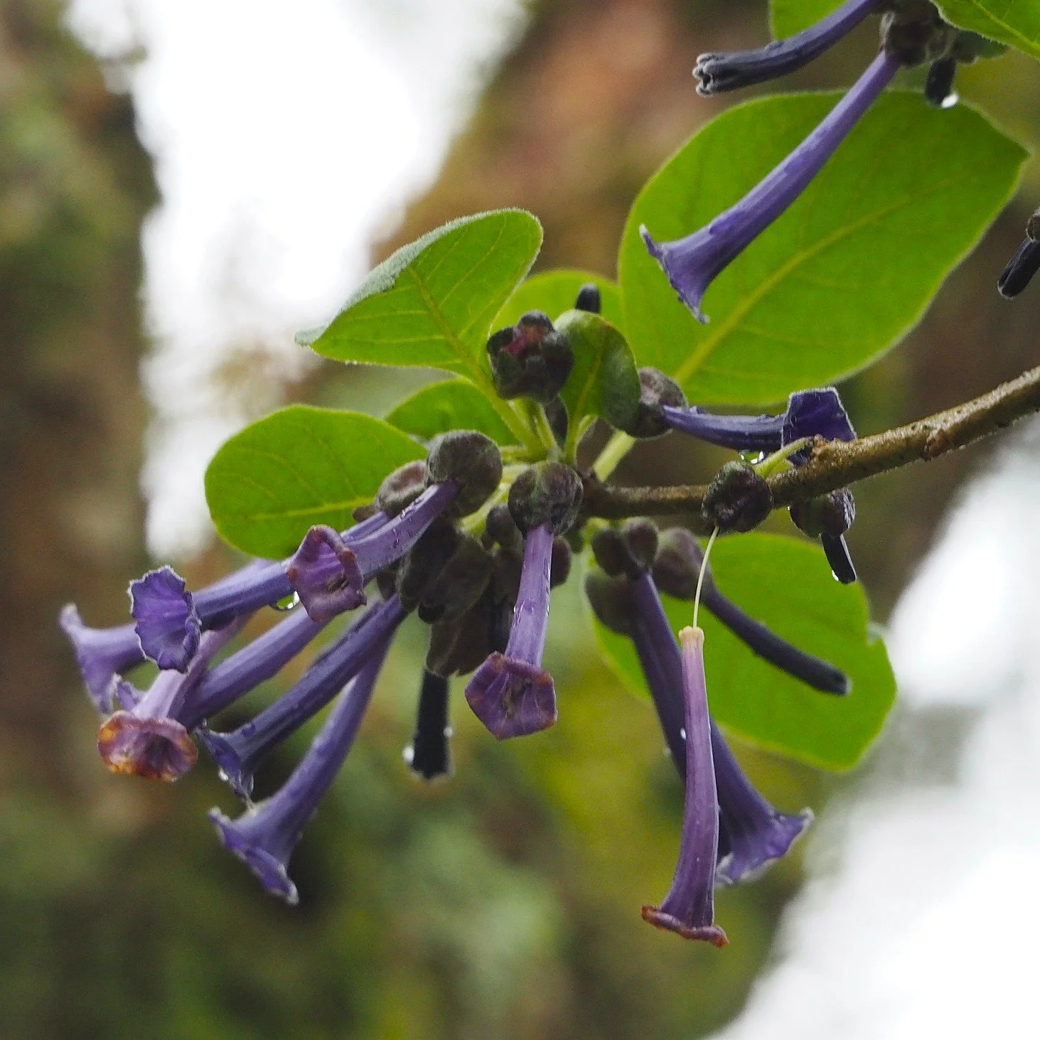 Iochroma cyaneum.jpg