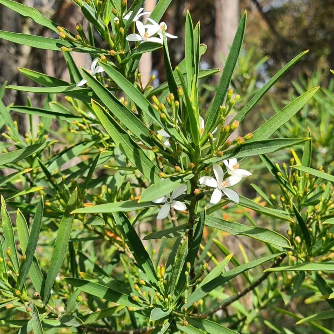 Long-leaf Wax Flower Foliage.jpeg