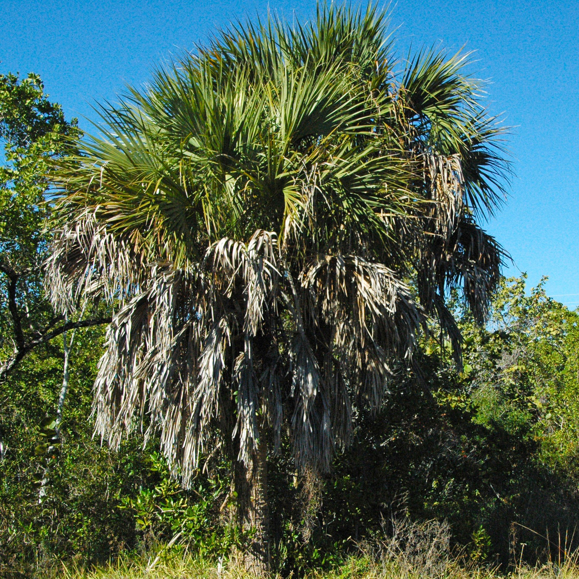 Sabal palmetto.jpg