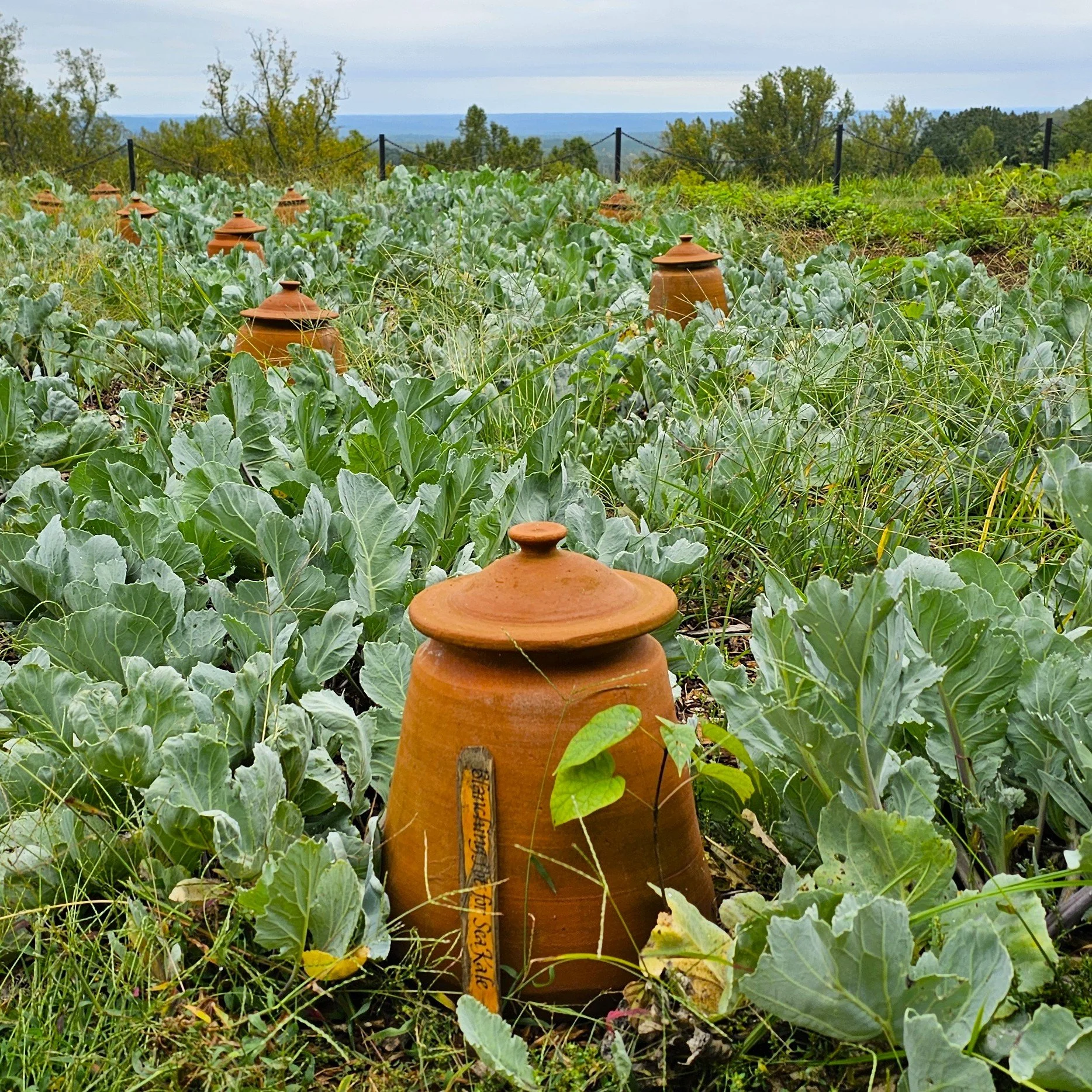 Sea Kale Blanching.jpg