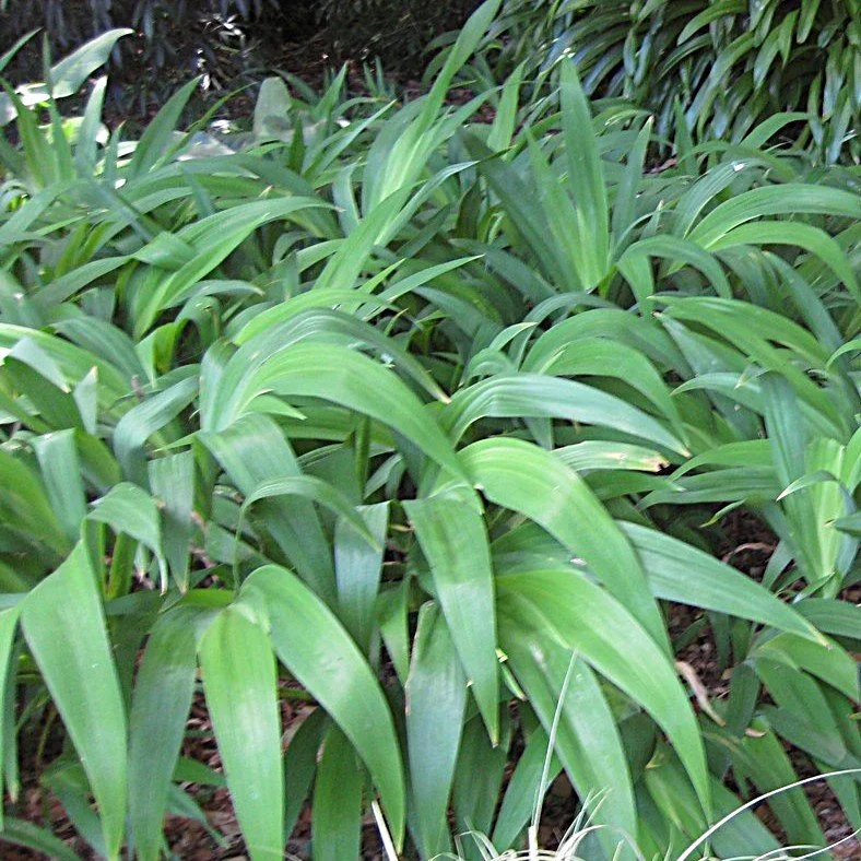 Iris confusa.jpg