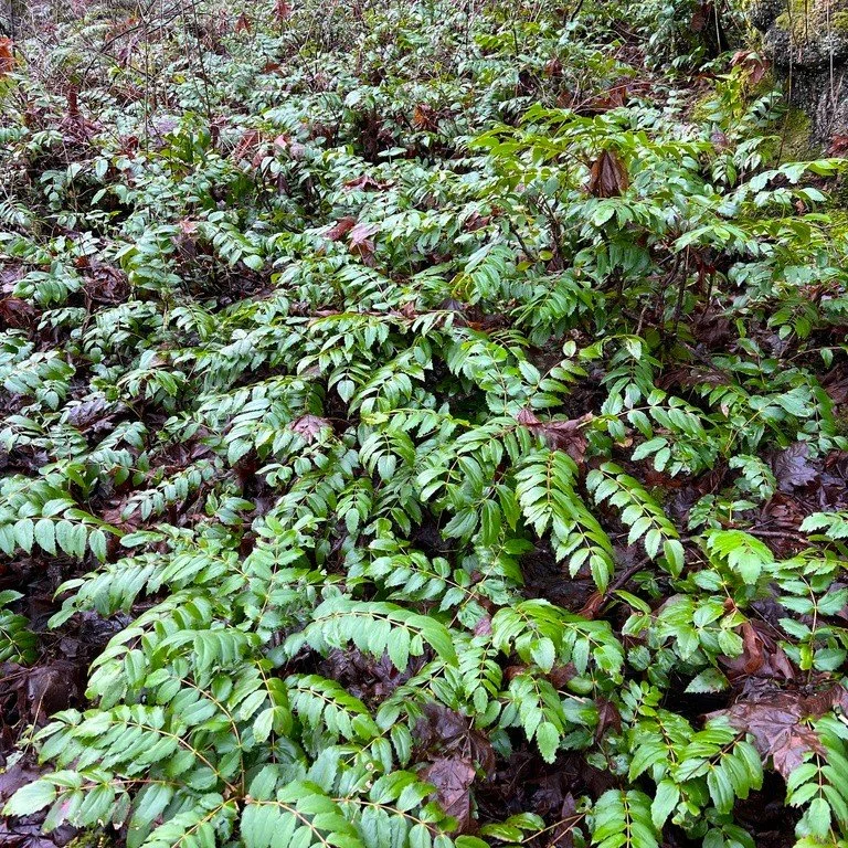 Mahonia nervosa.jpeg