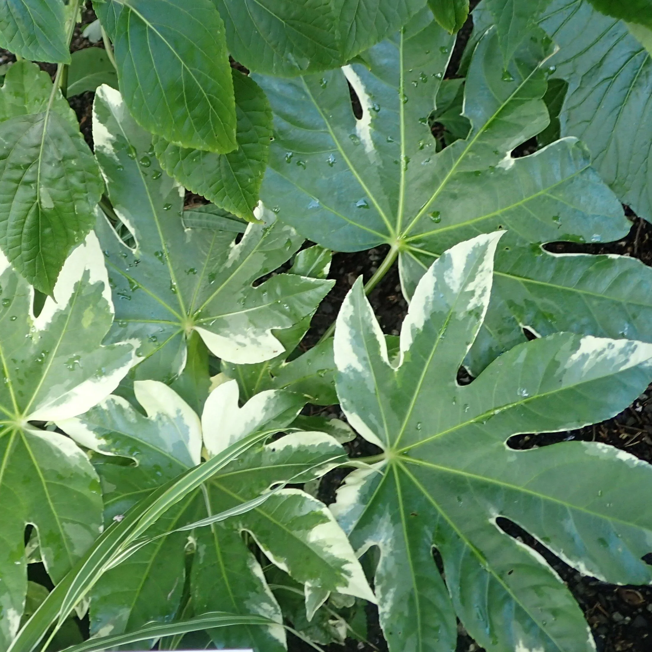 Variegated Fatsia