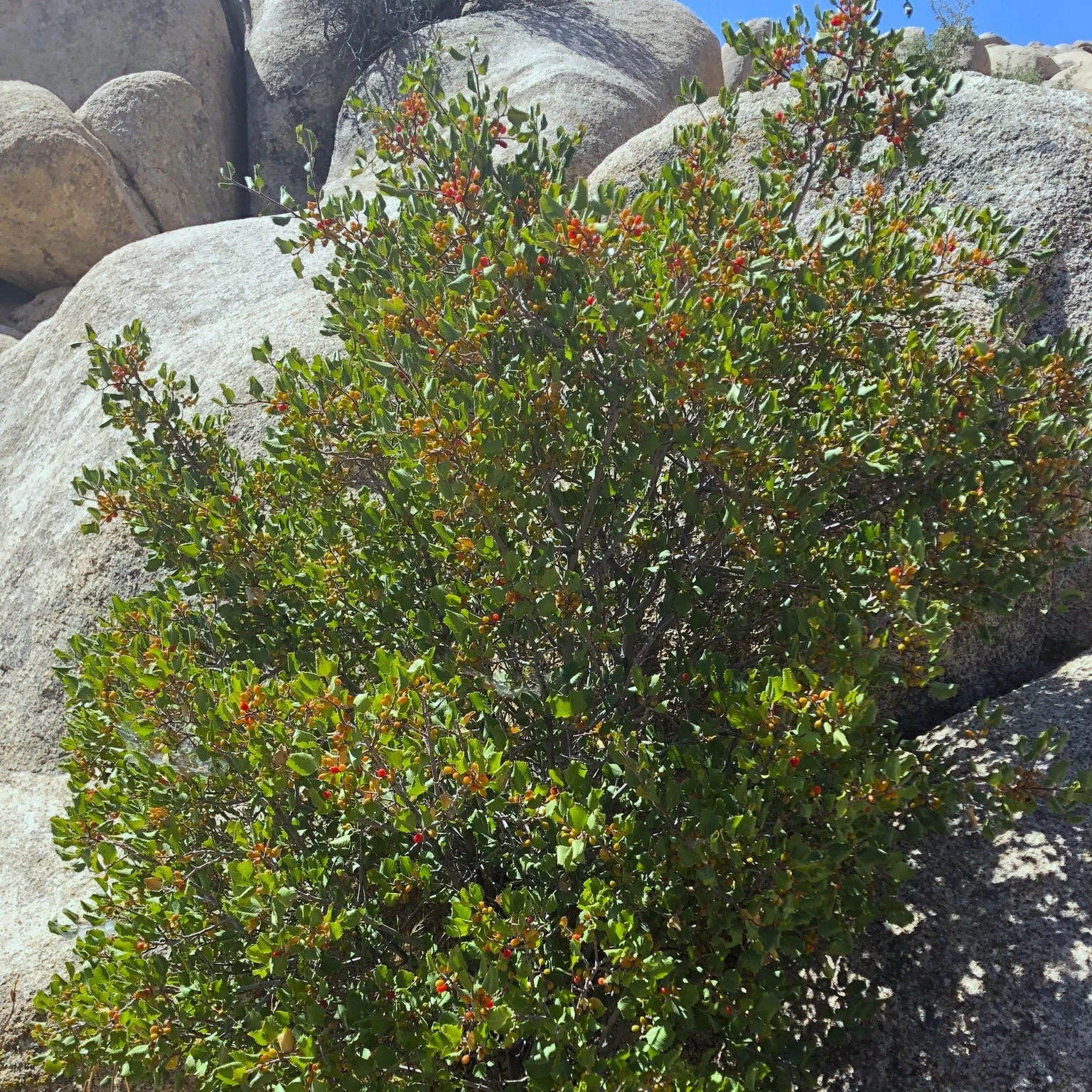 Rhamnus ilicifolia.jpg