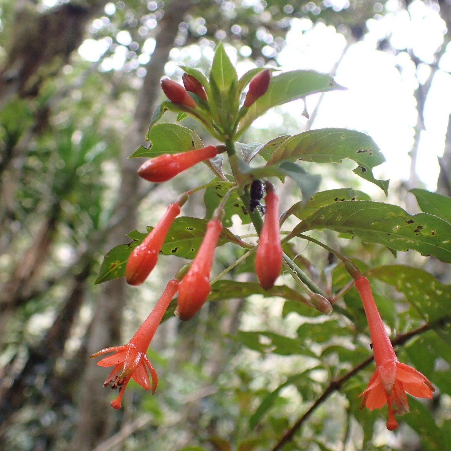 Fuchsia sanctae-rosae Flower.jpeg