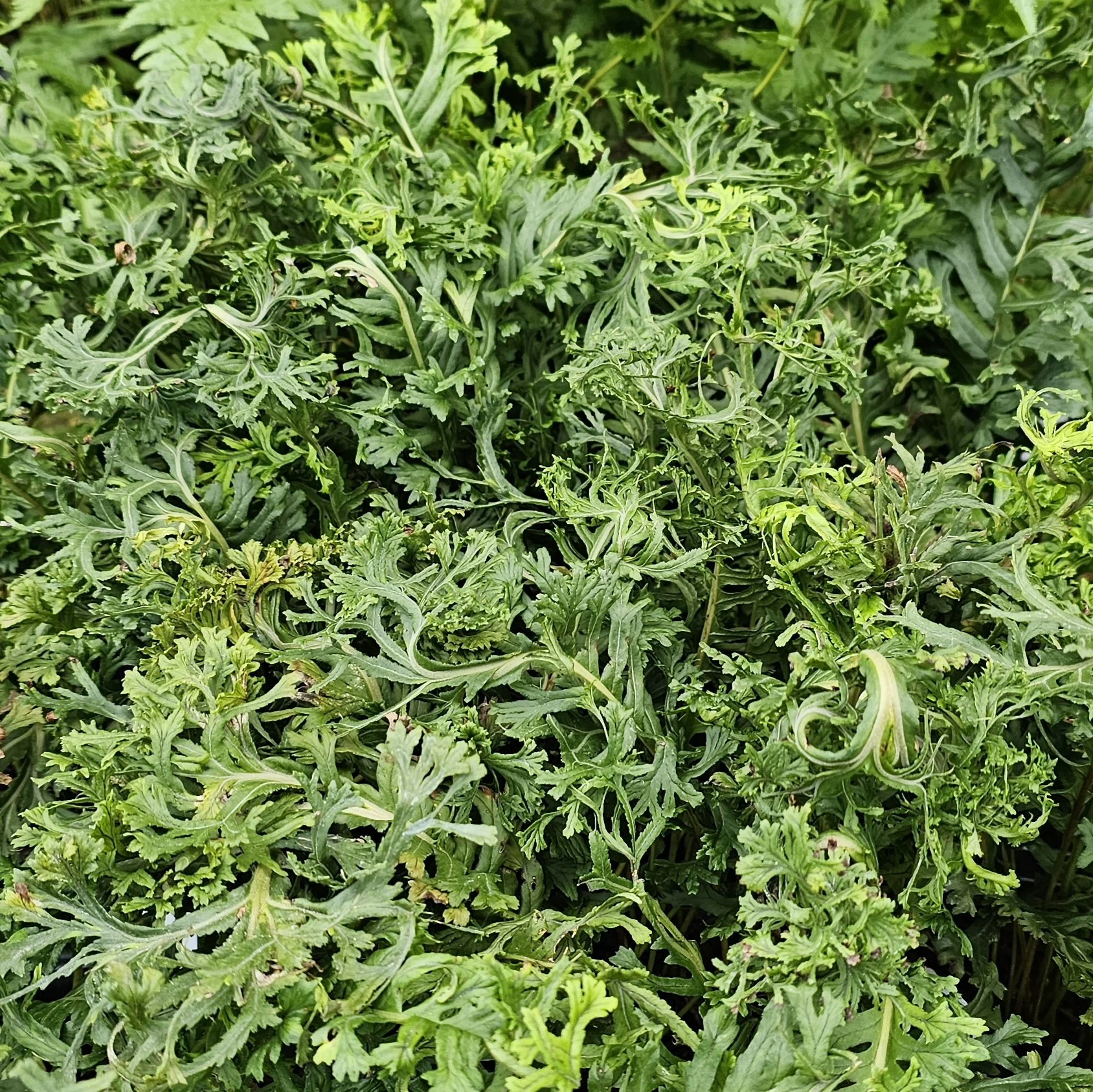 Polypodium glycyrrhiza 'Diane'.jpg