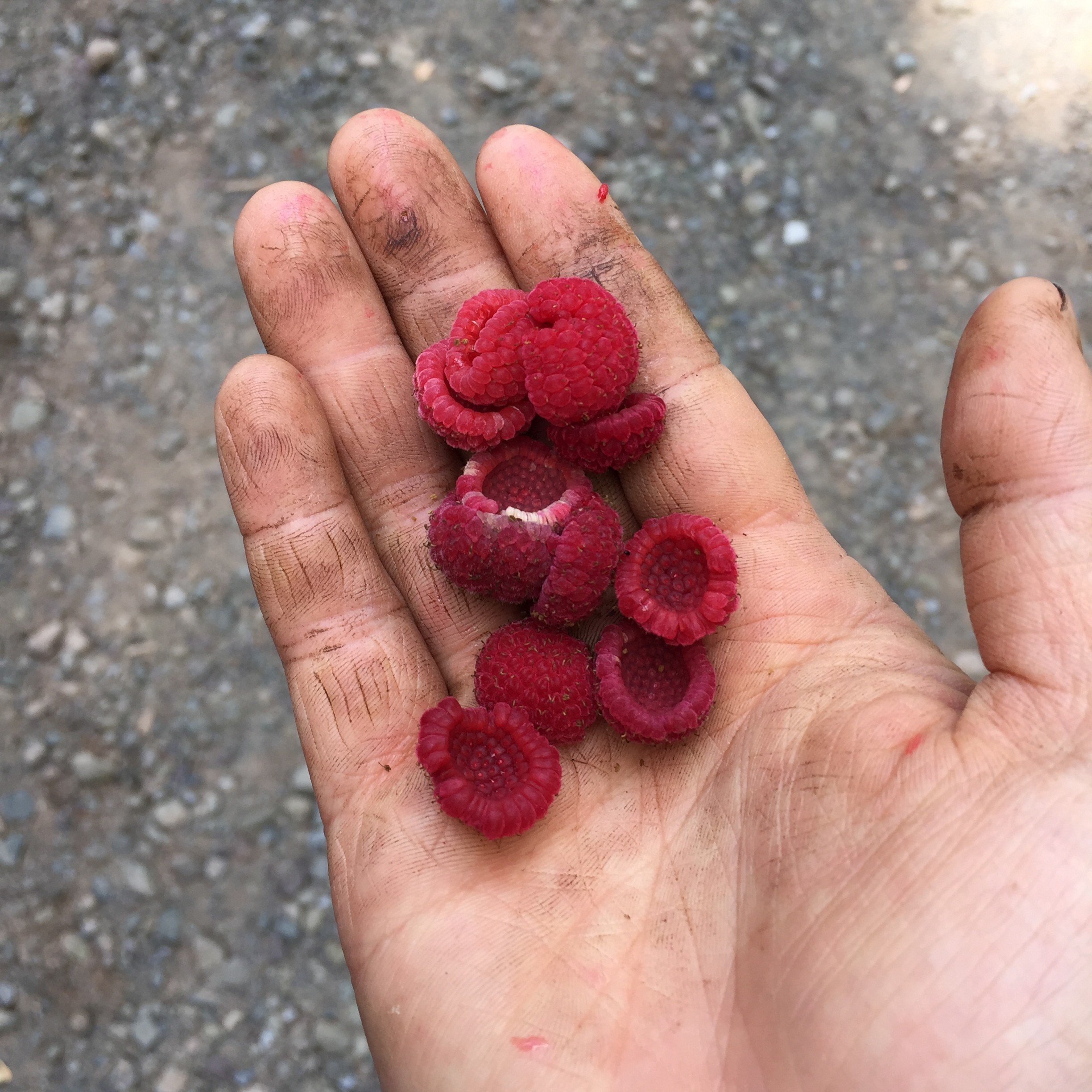 Ripe Thimbleberries.jpg