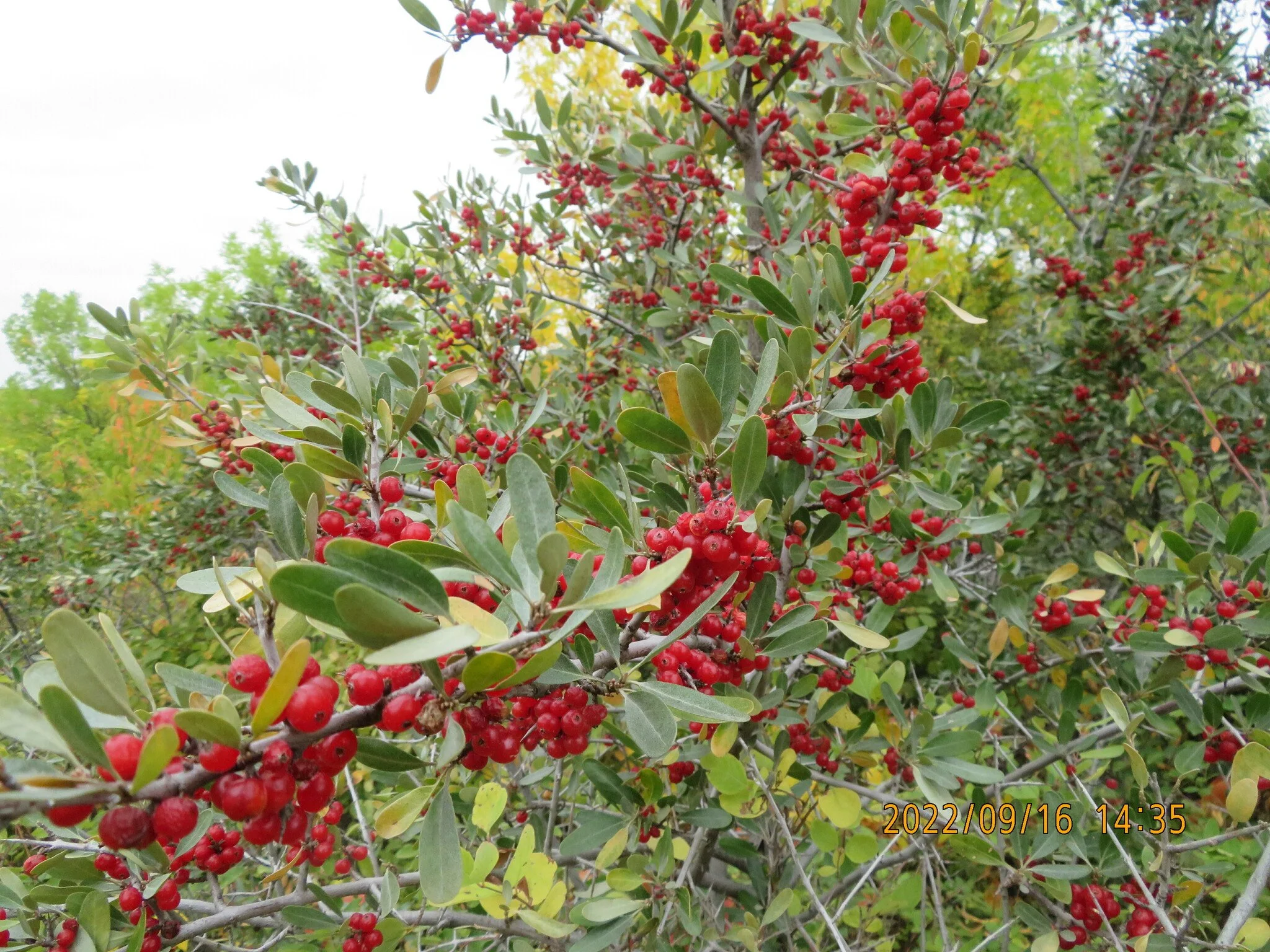 Shepherdia argentea Fruit 2.jpg