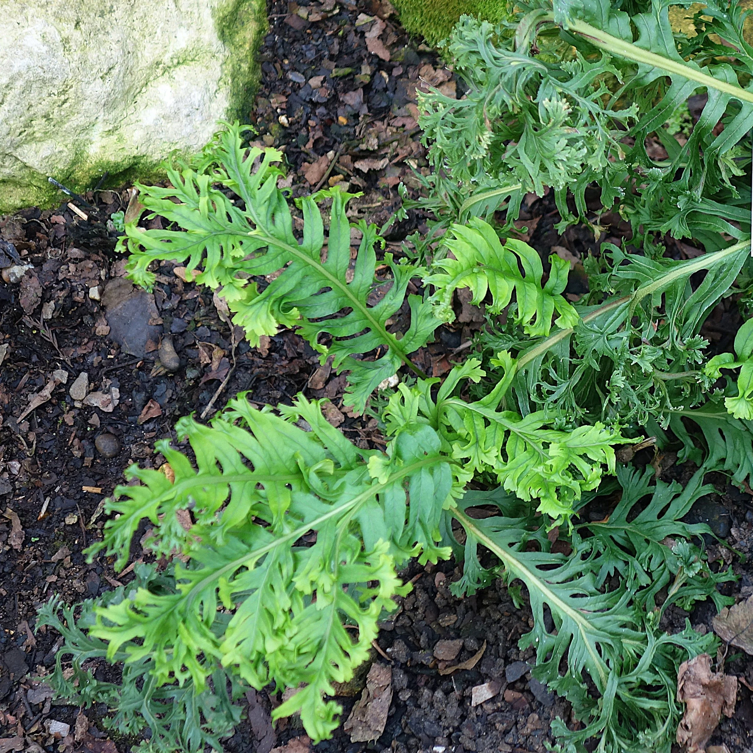 Crested Licorice Fern.jpg