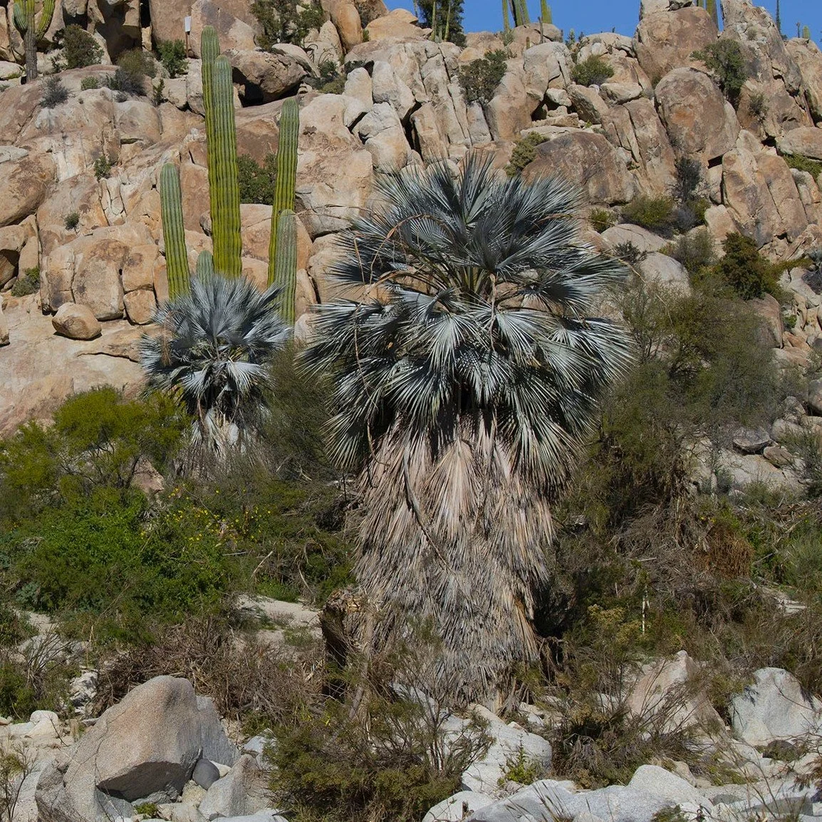 Blue Hesper Palm.jpg