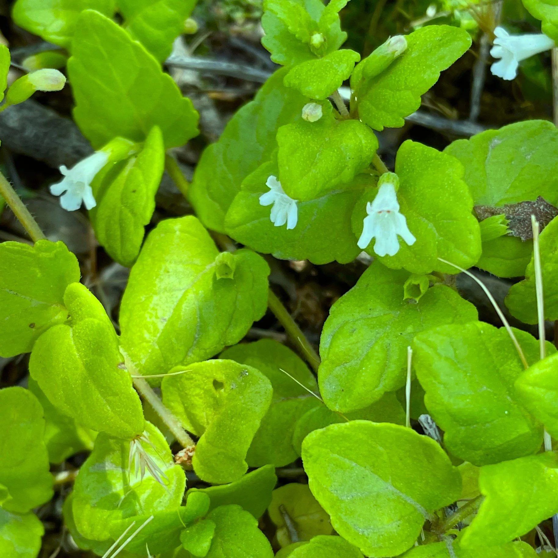 Clinopodium douglasii Flower.jpg