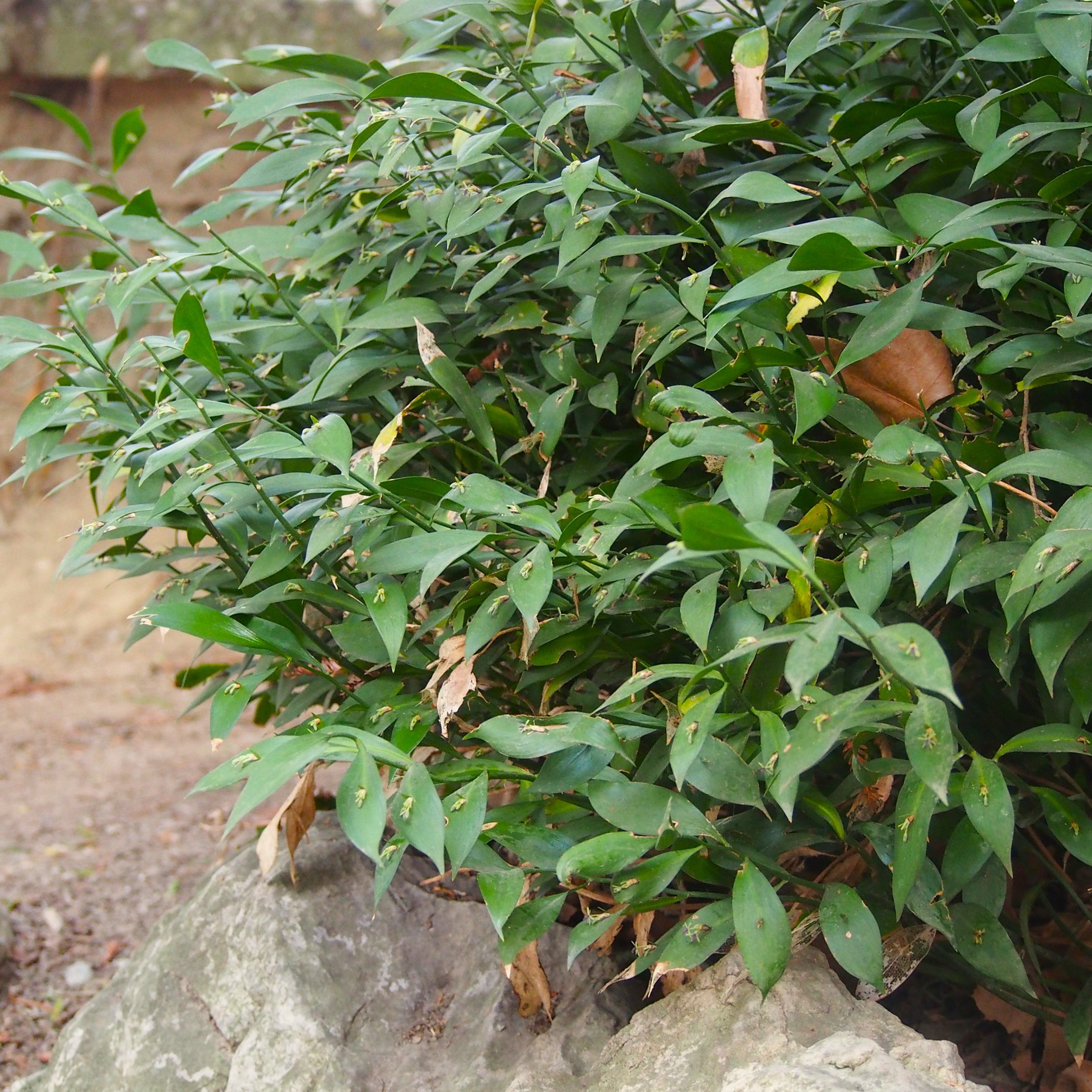 Ruscus hypoglossum.jpg