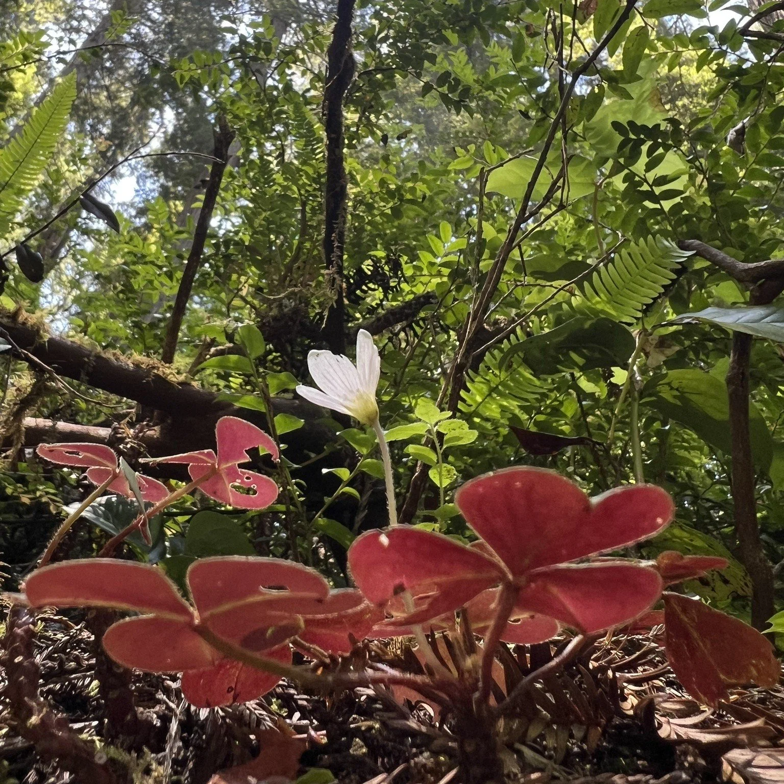 Redwood Sorrel Klamath Ruby.jpg