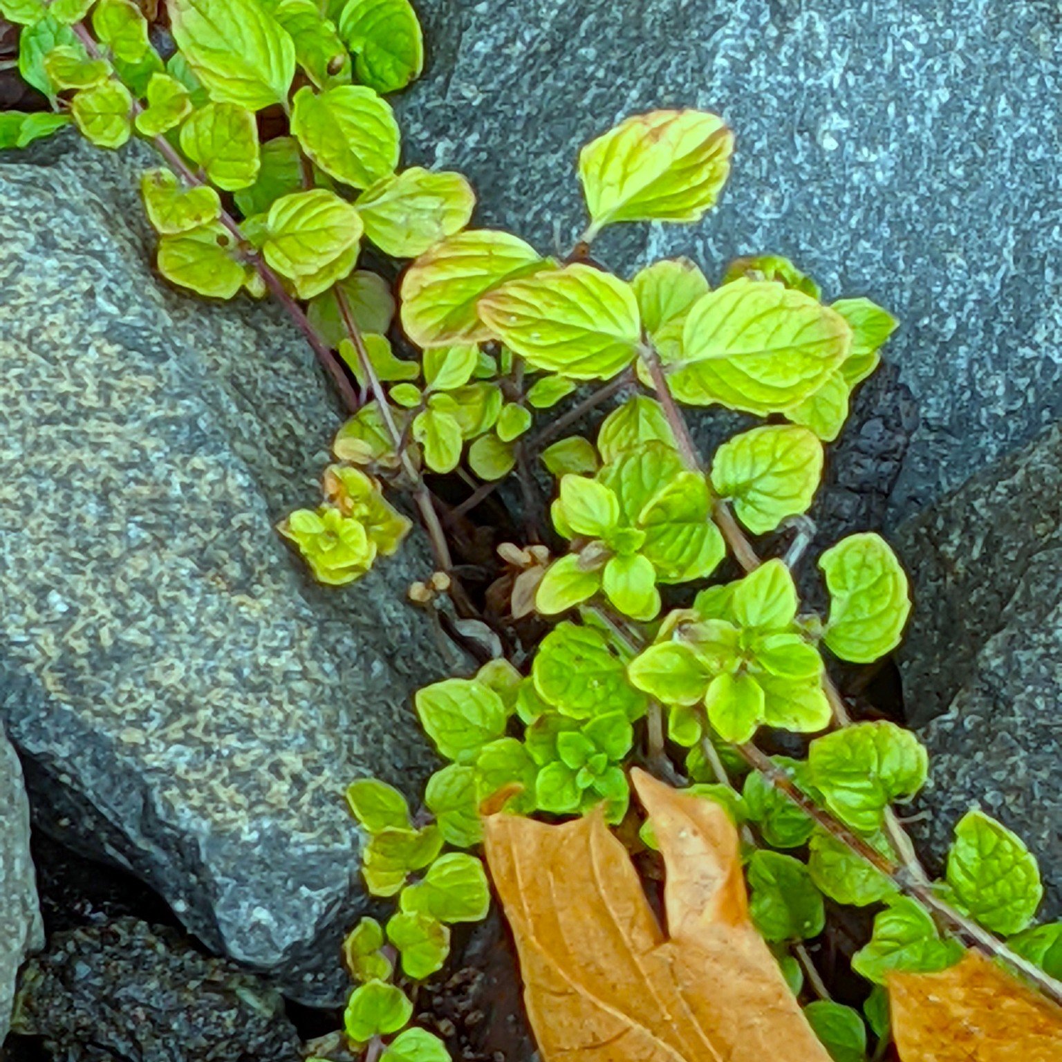 Yerba Buena Foliage.jpeg