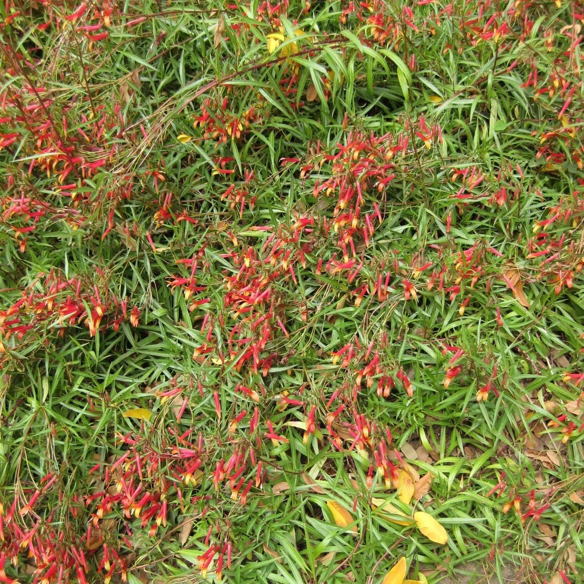 Mexican Cardinal Flower Blooms.jpg