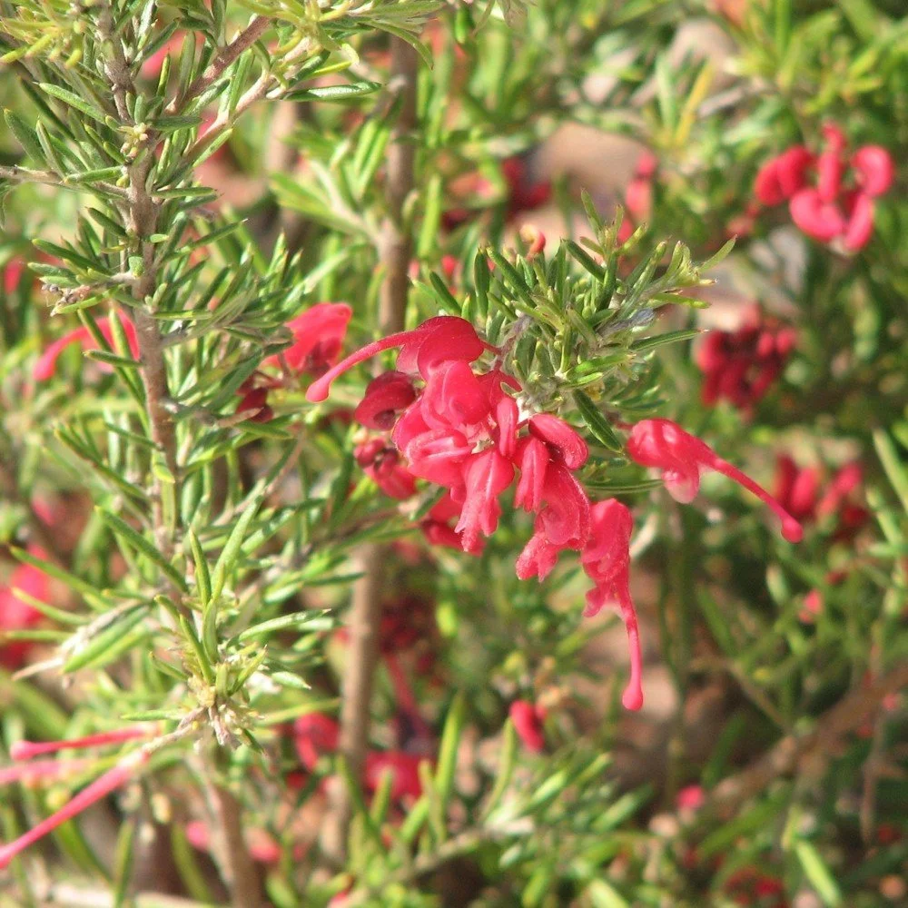 Grevillea lavandulacea.jpg