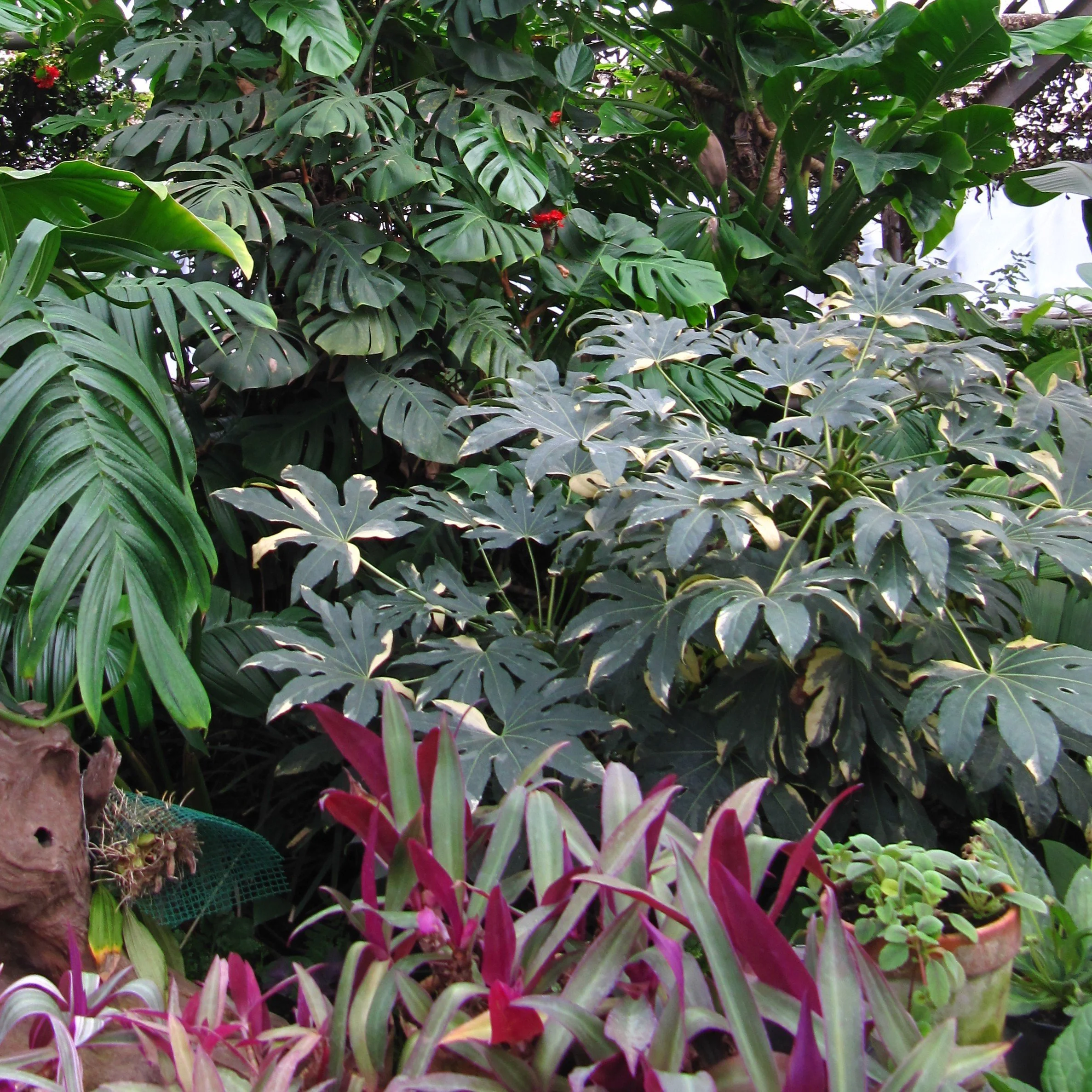 Variegated Fatsia.jpg