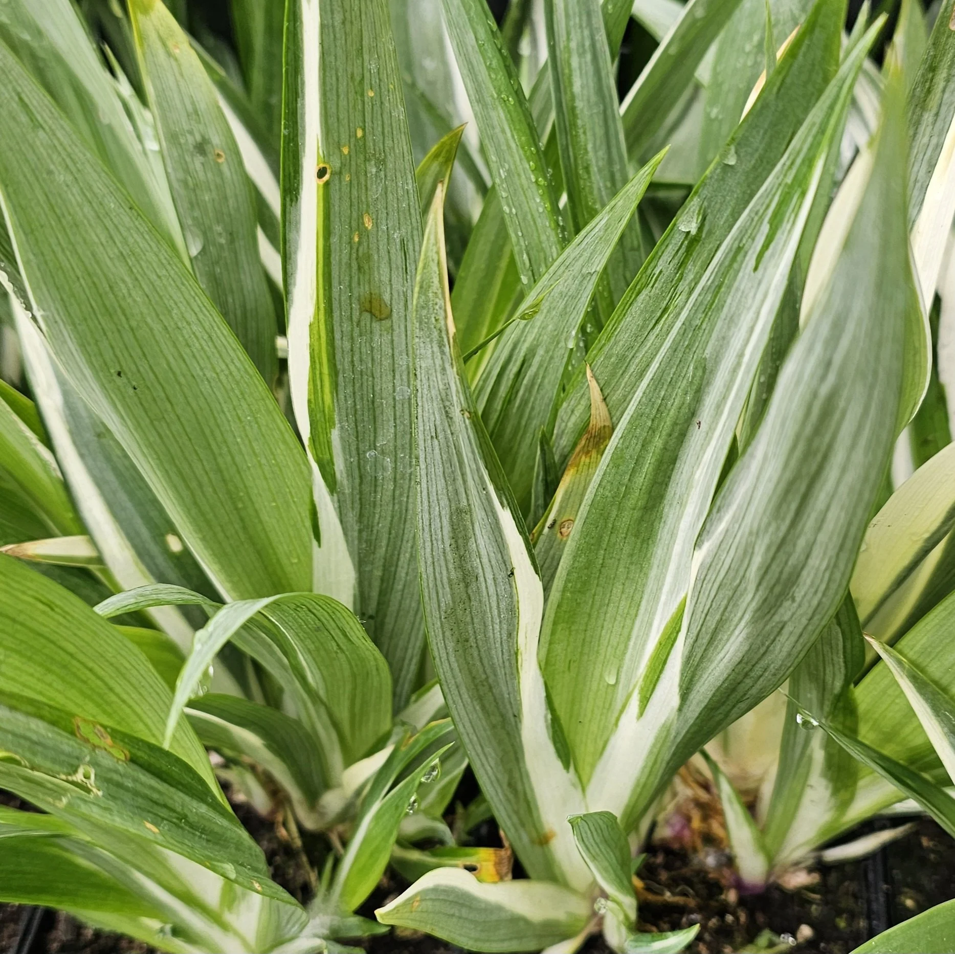 Iris japonica.jpg