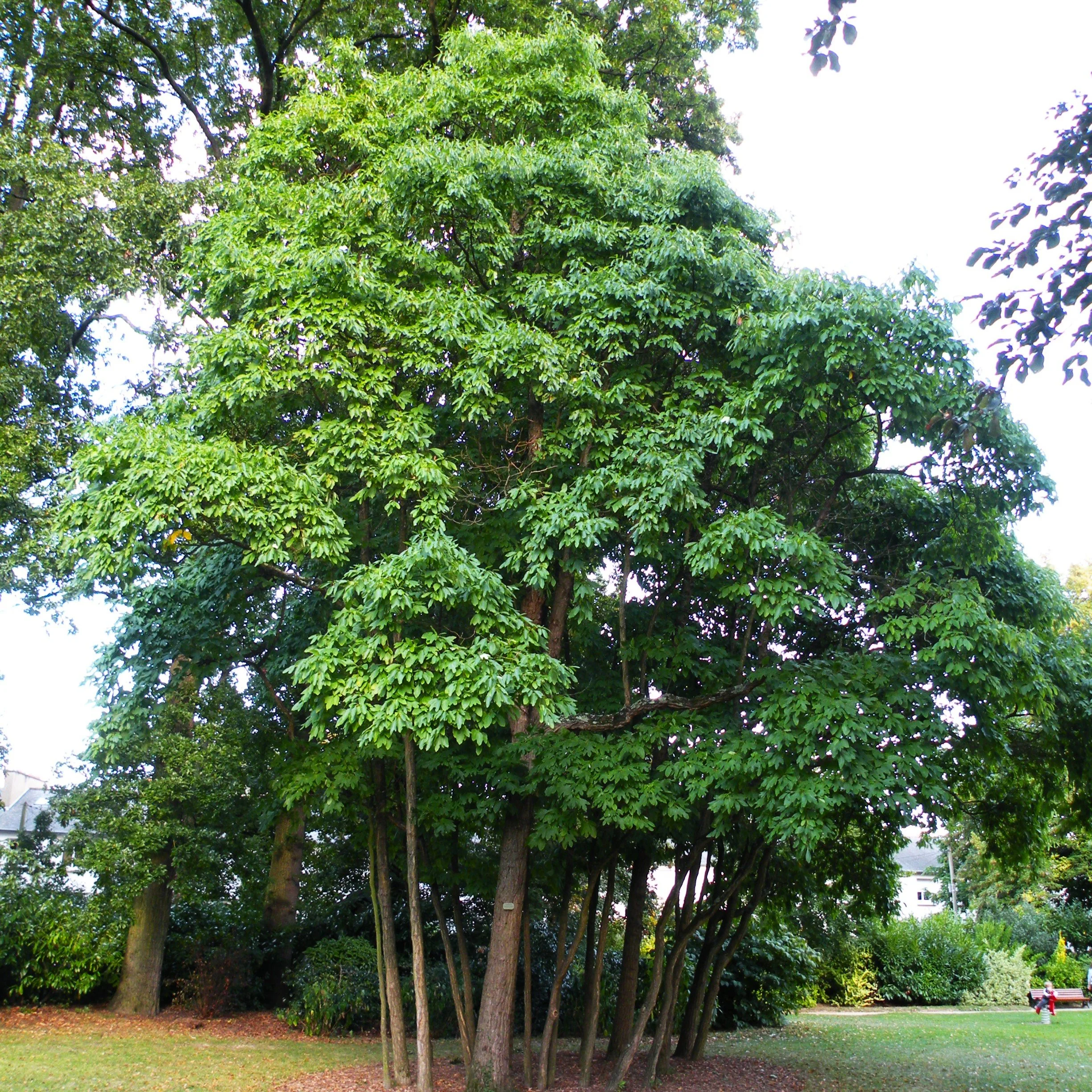 Sassafras albidum.jpg