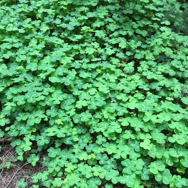 Redwood Sorrel.jpg